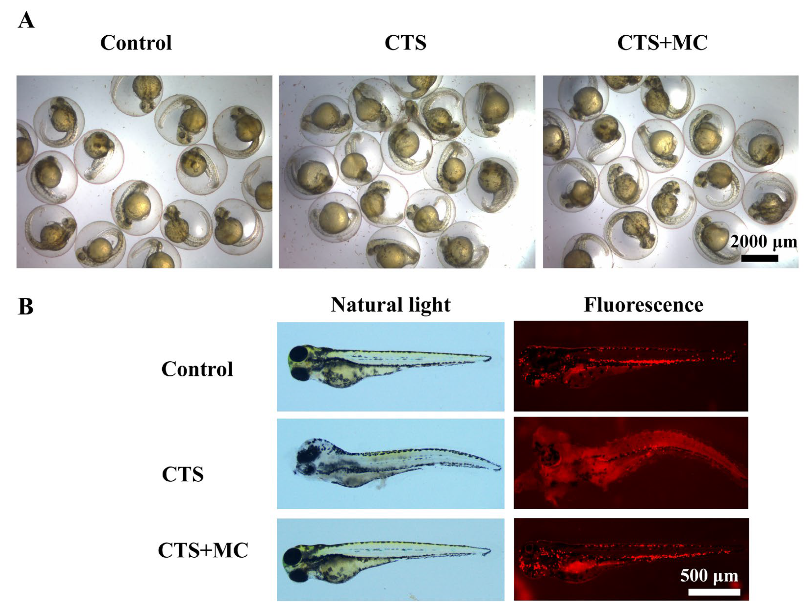 Bioengineering 12 00935 g003 Bioengineering 12 00935 g003