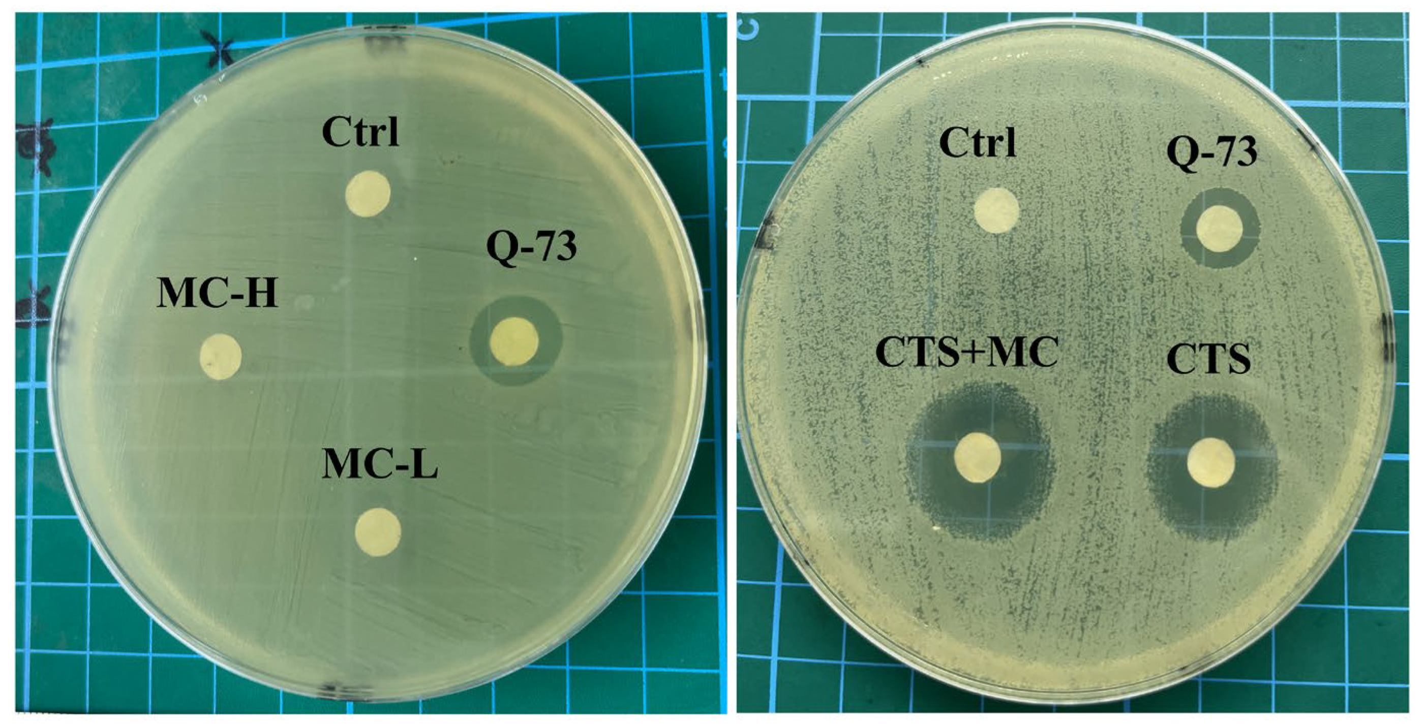 Bioengineering 12 00935 g004 Bioengineering 12 00935 g004
