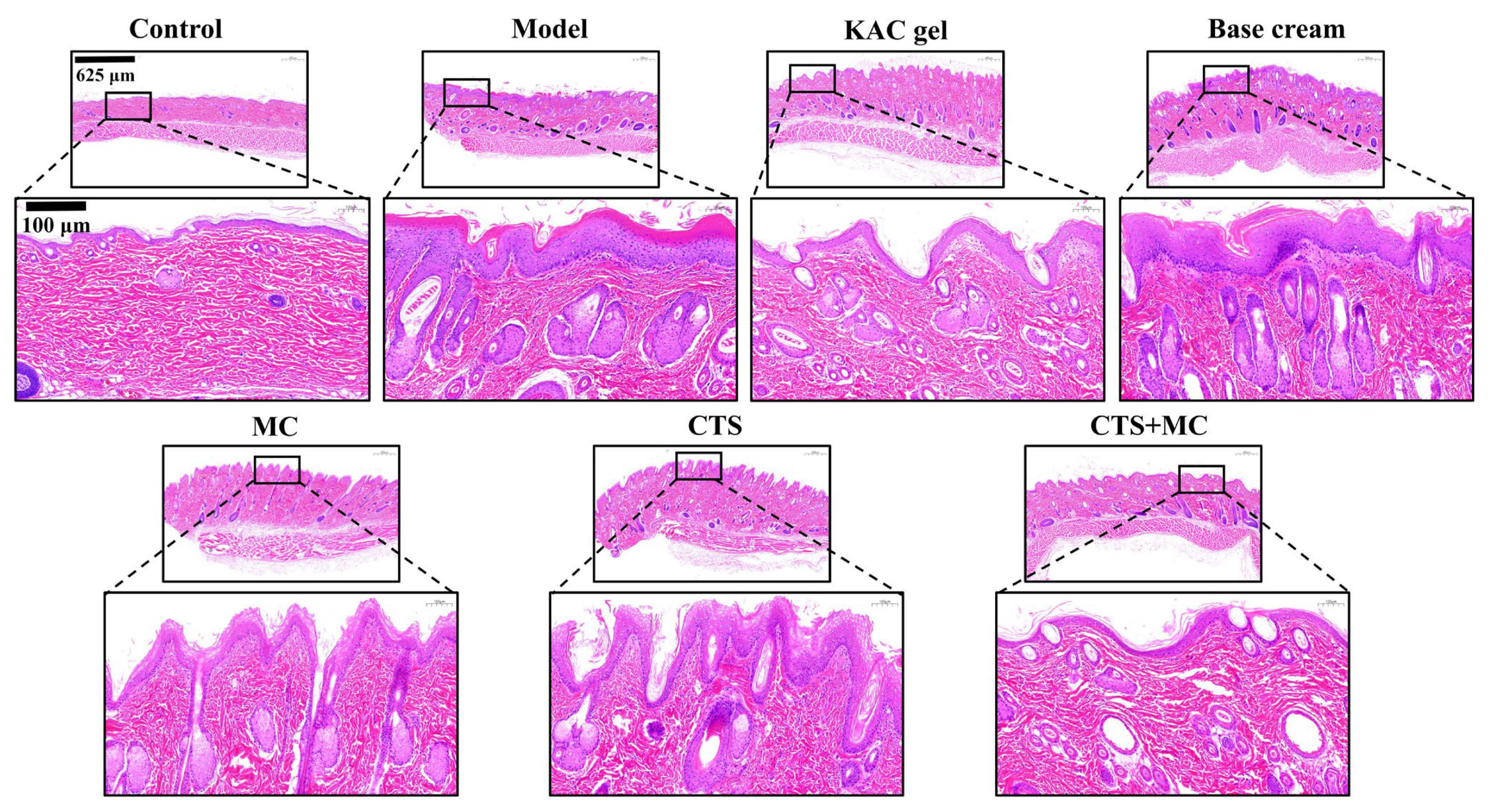 Bioengineering 12 00935 g008 Bioengineering 12 00935 g008