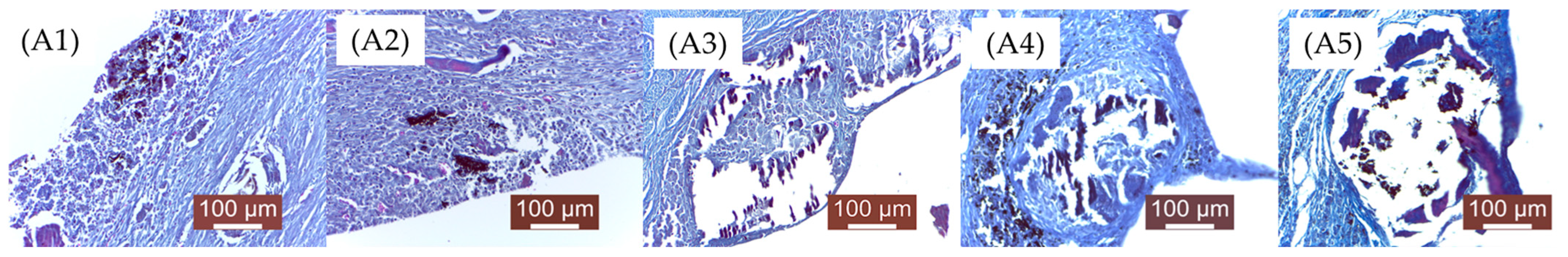 Bioengineering 12 00939 g012