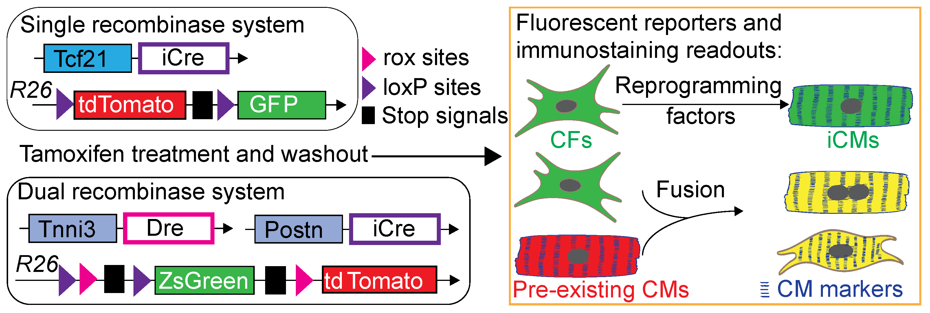 Bioengineering 12 00940 g002