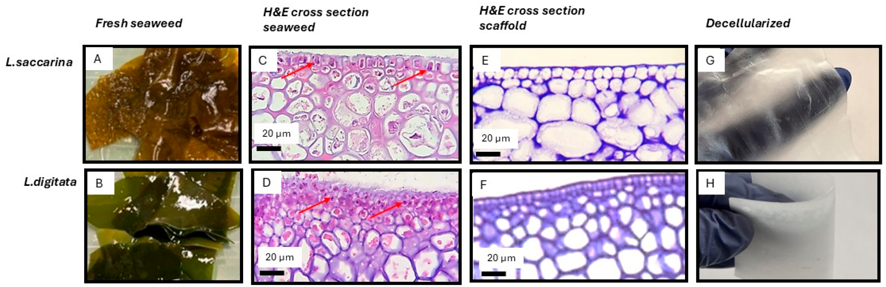 Bioengineering 12 00943 g003 Bioengineering 12 00943 g003