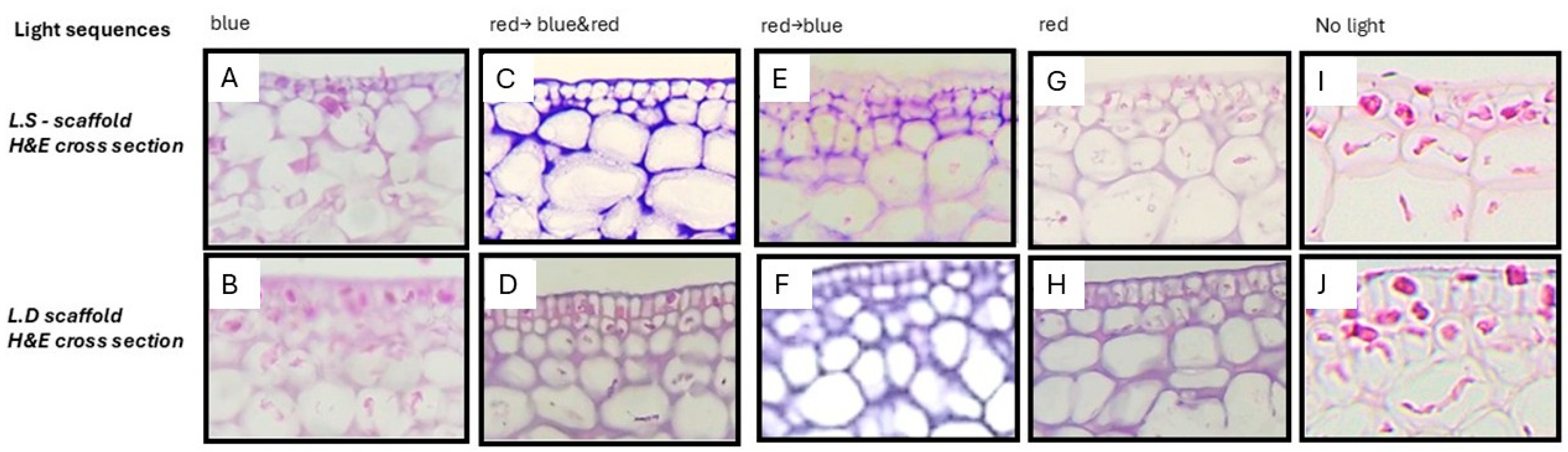 Bioengineering 12 00943 g005 Bioengineering 12 00943 g005