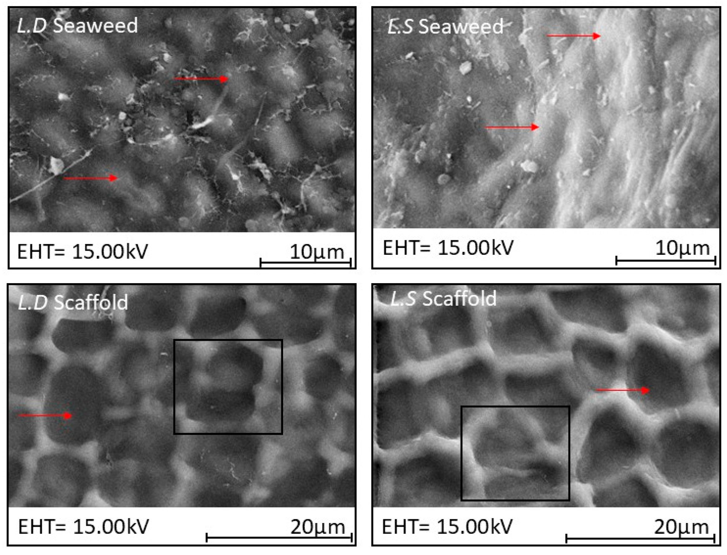 Bioengineering 12 00943 g006 Bioengineering 12 00943 g006