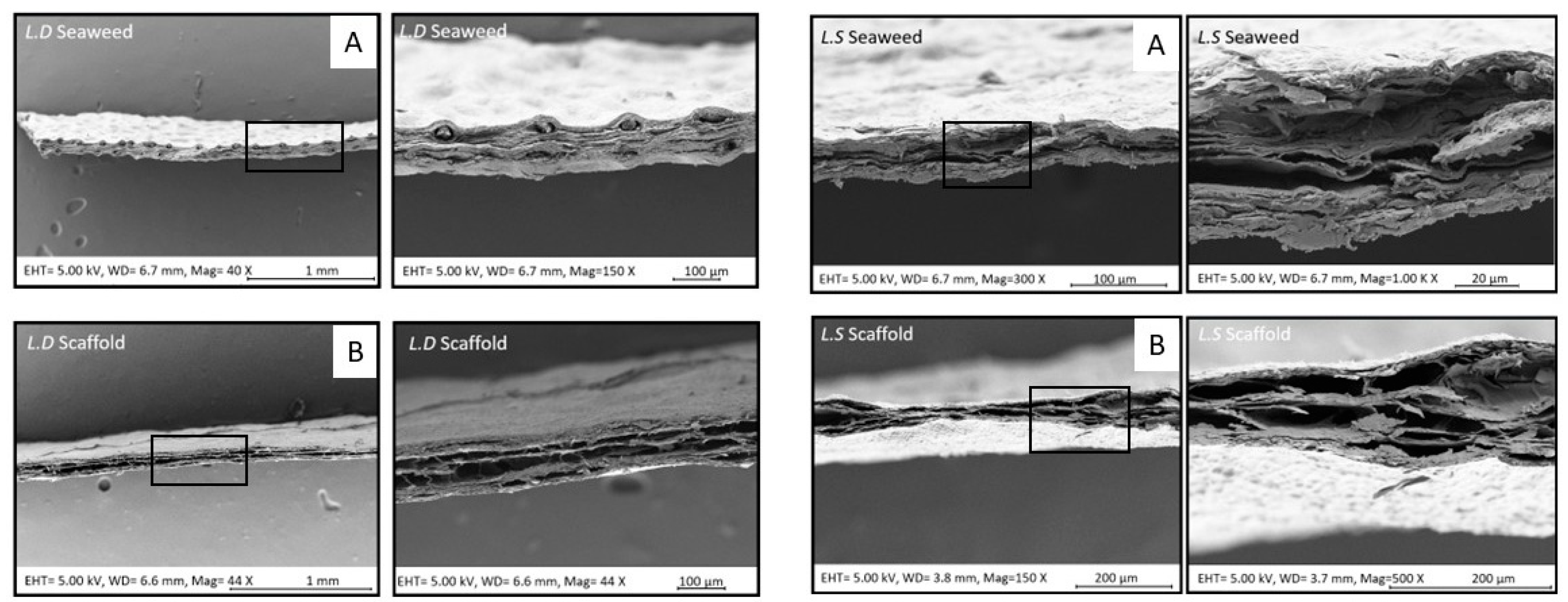 Bioengineering 12 00943 g009 Bioengineering 12 00943 g009