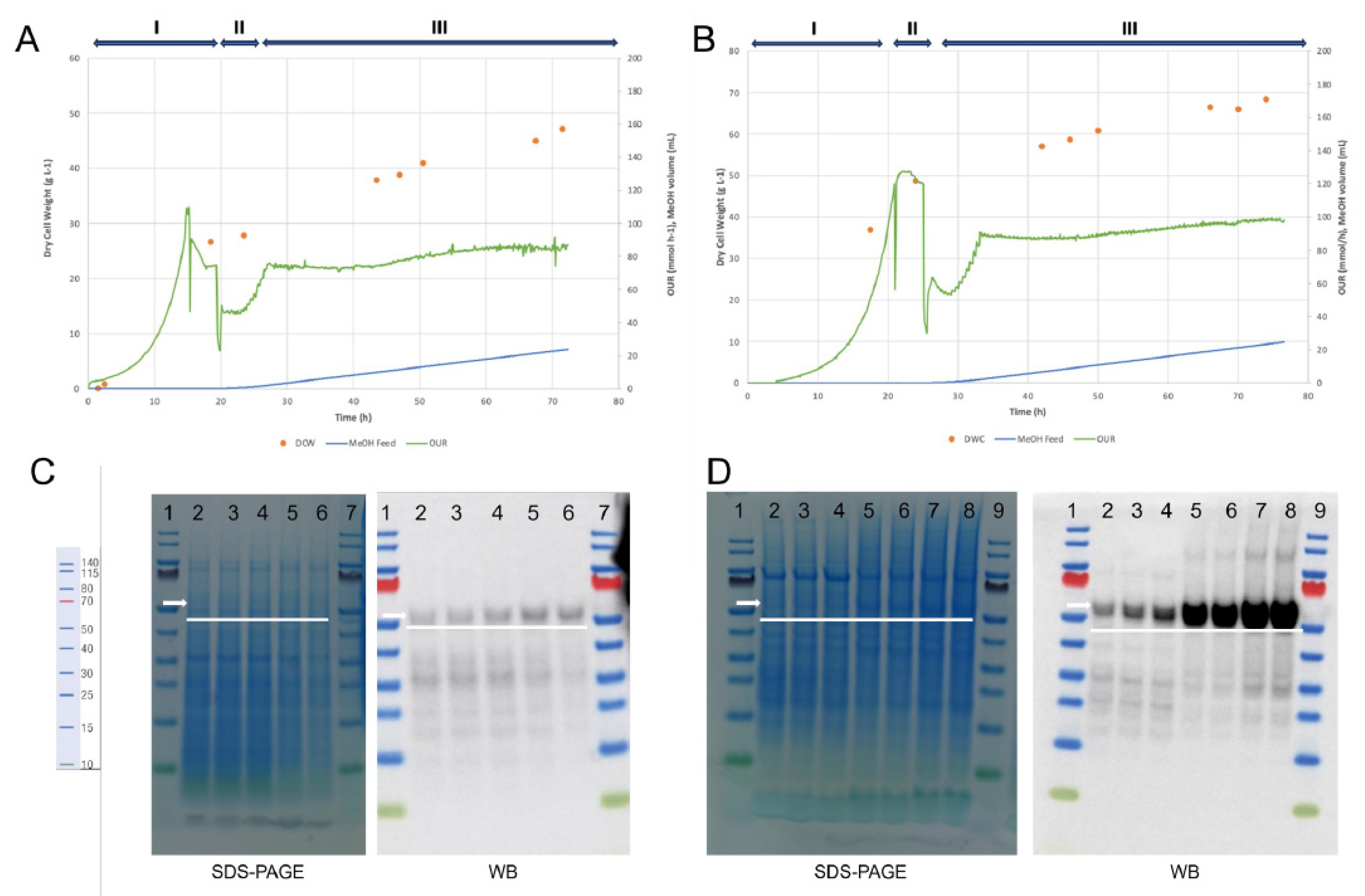 Bioengineering 12 00956 g002