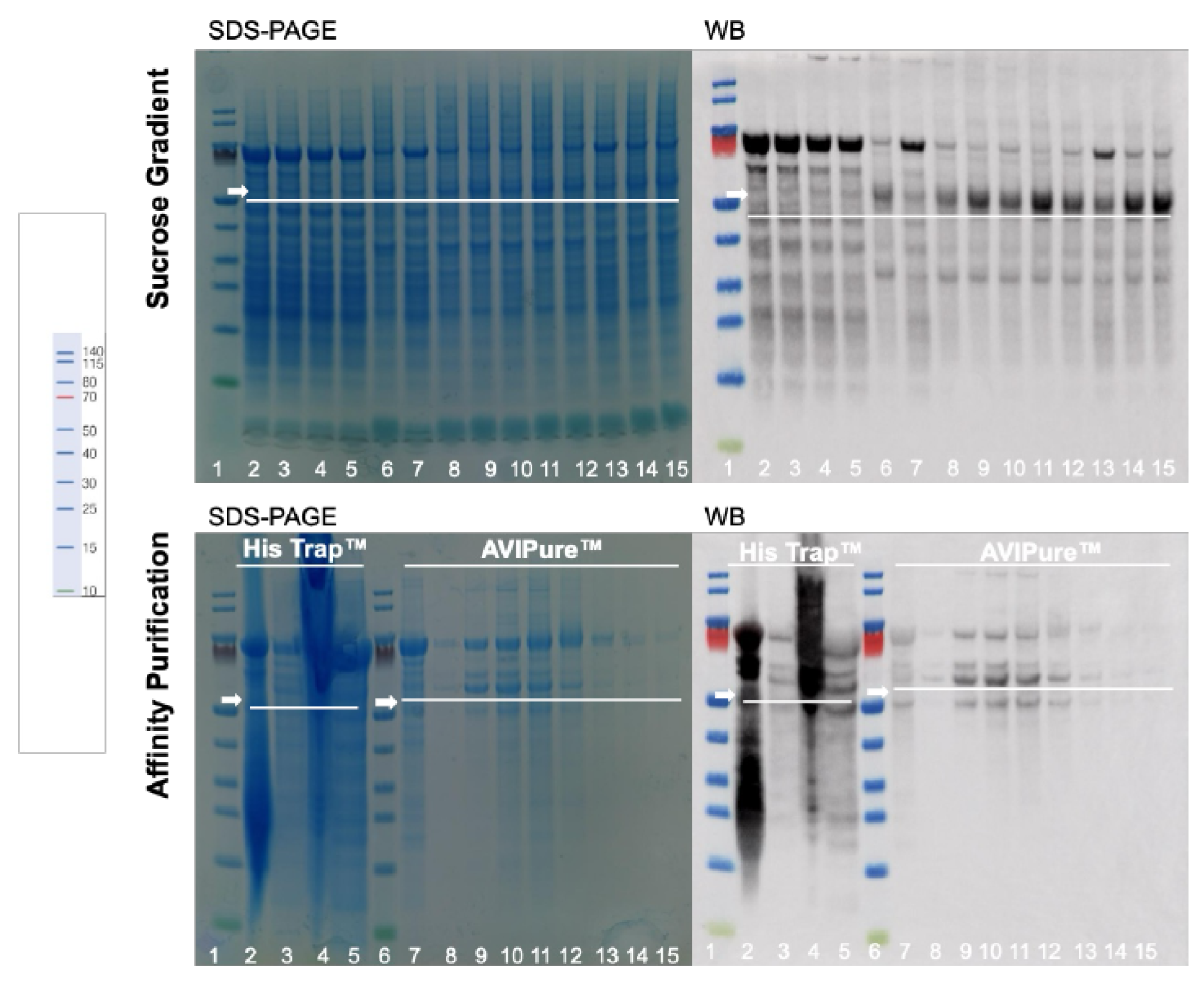 Bioengineering 12 00956 g005