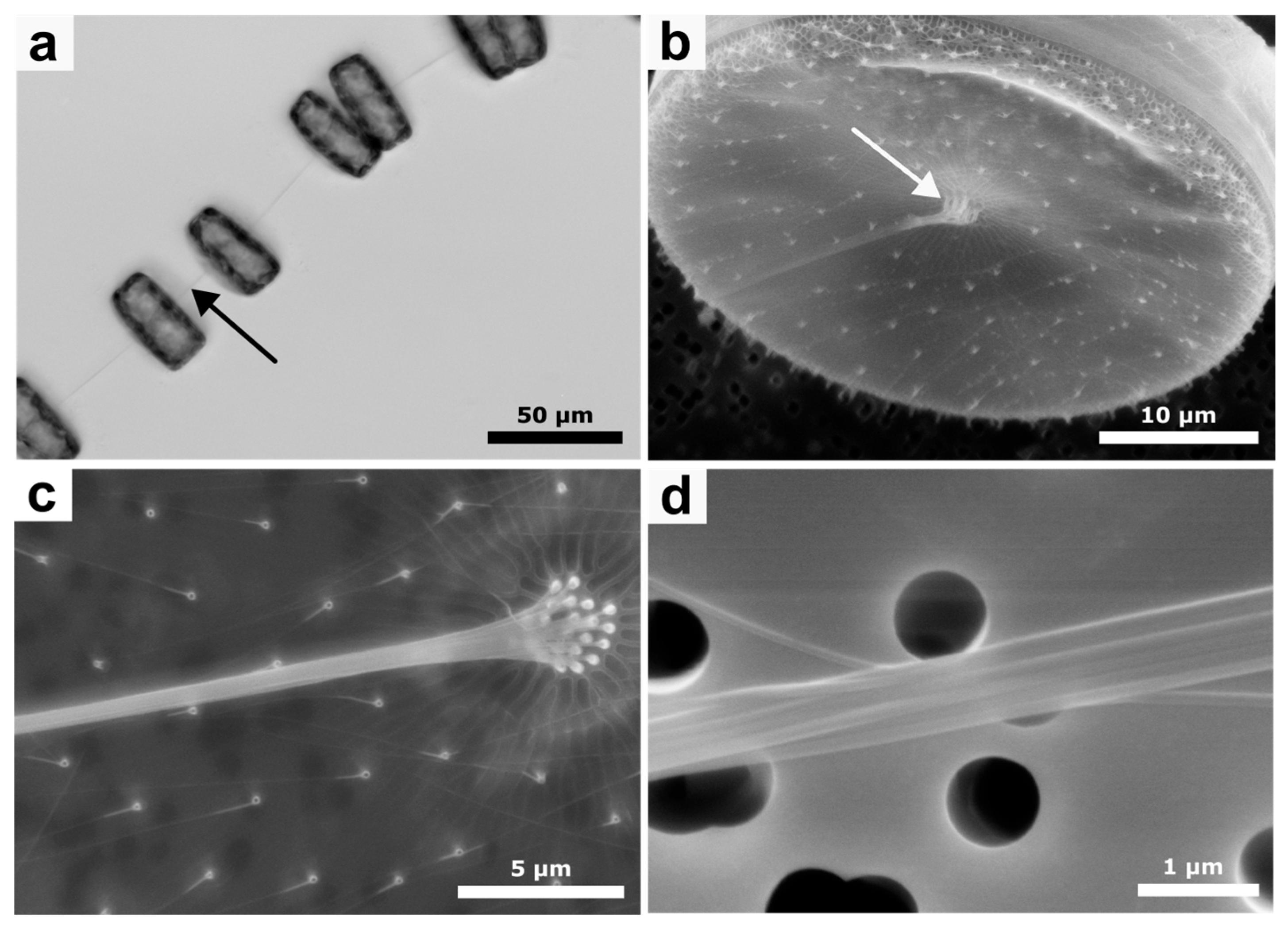 Bioengineering 12 00969 g001