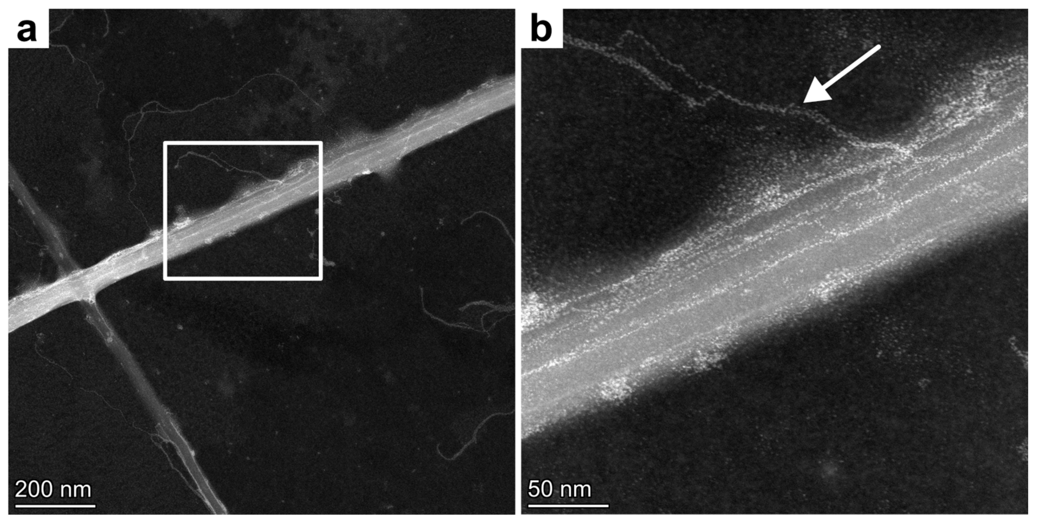 Bioengineering 12 00969 g003