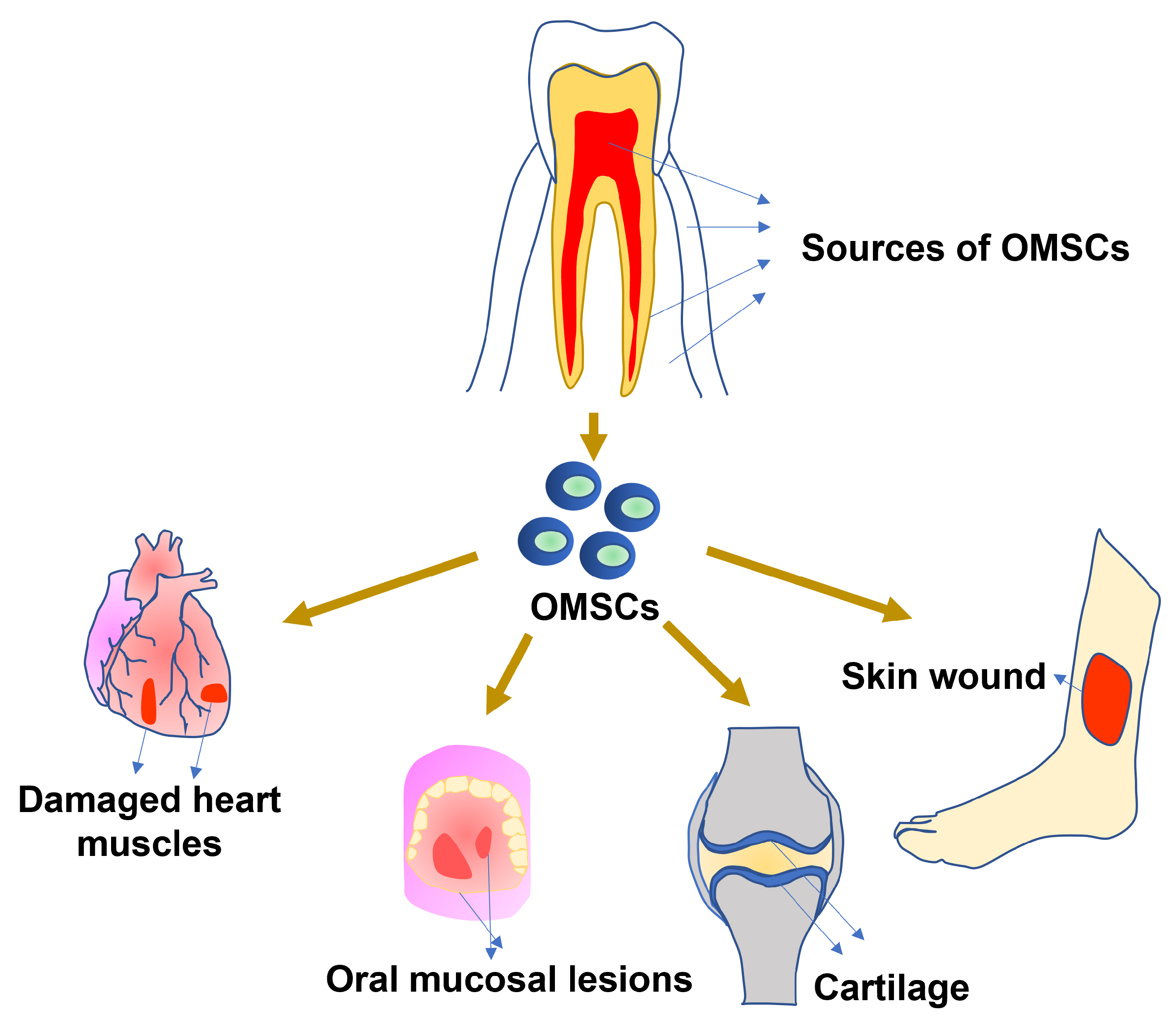 Bioengineering 12 00970 g001