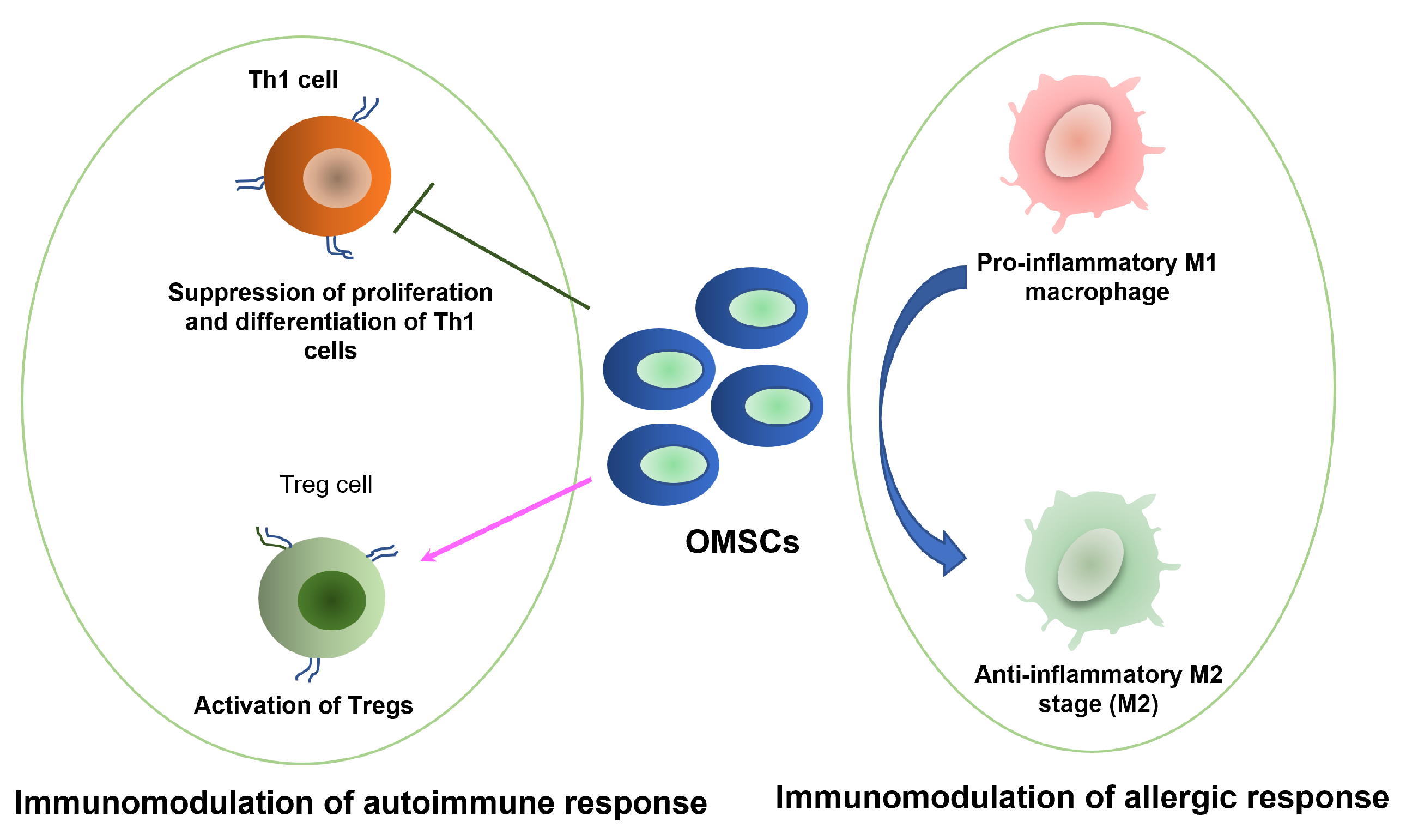 Bioengineering 12 00970 g002