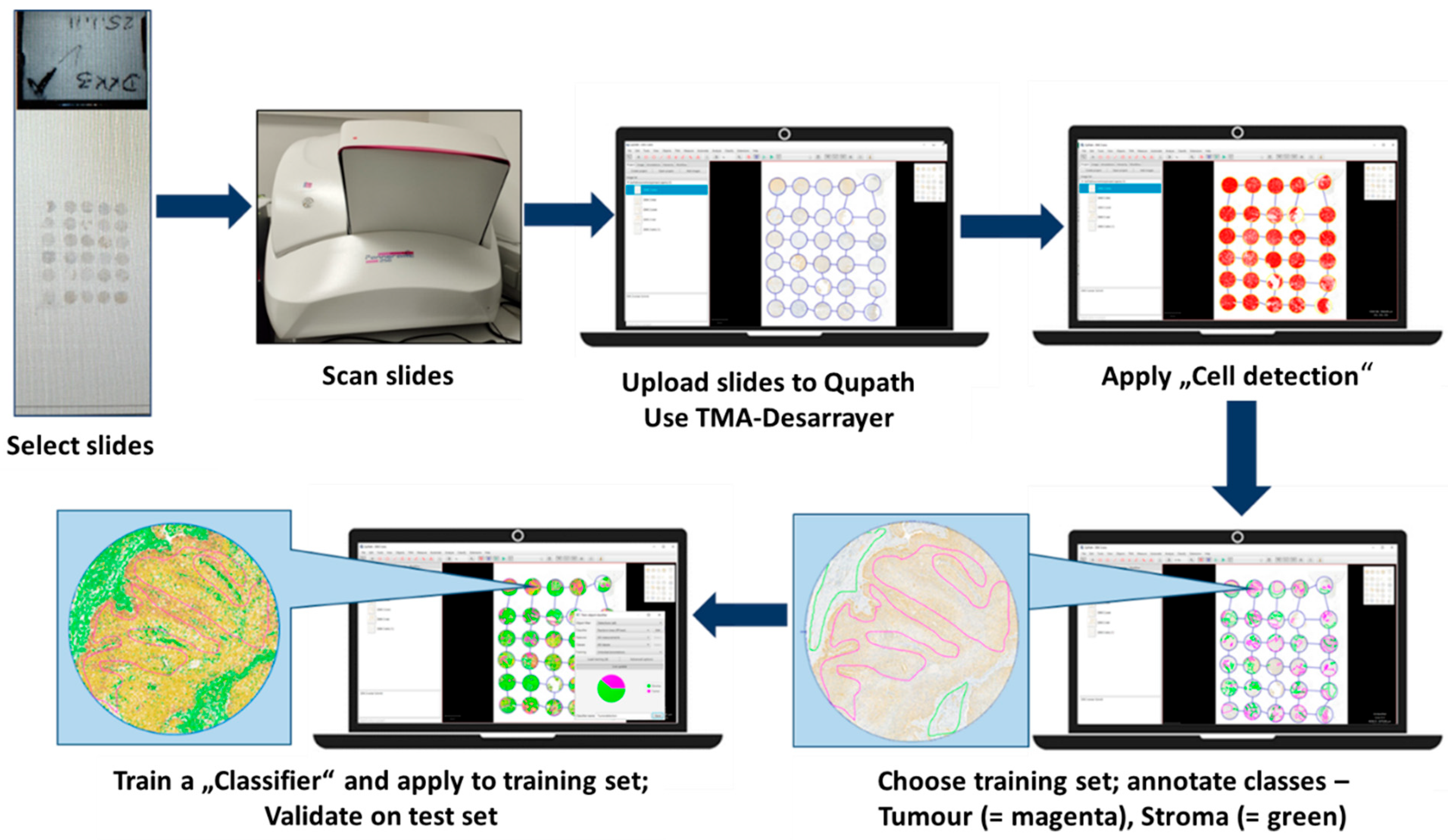Bioengineering 12 00971 g001