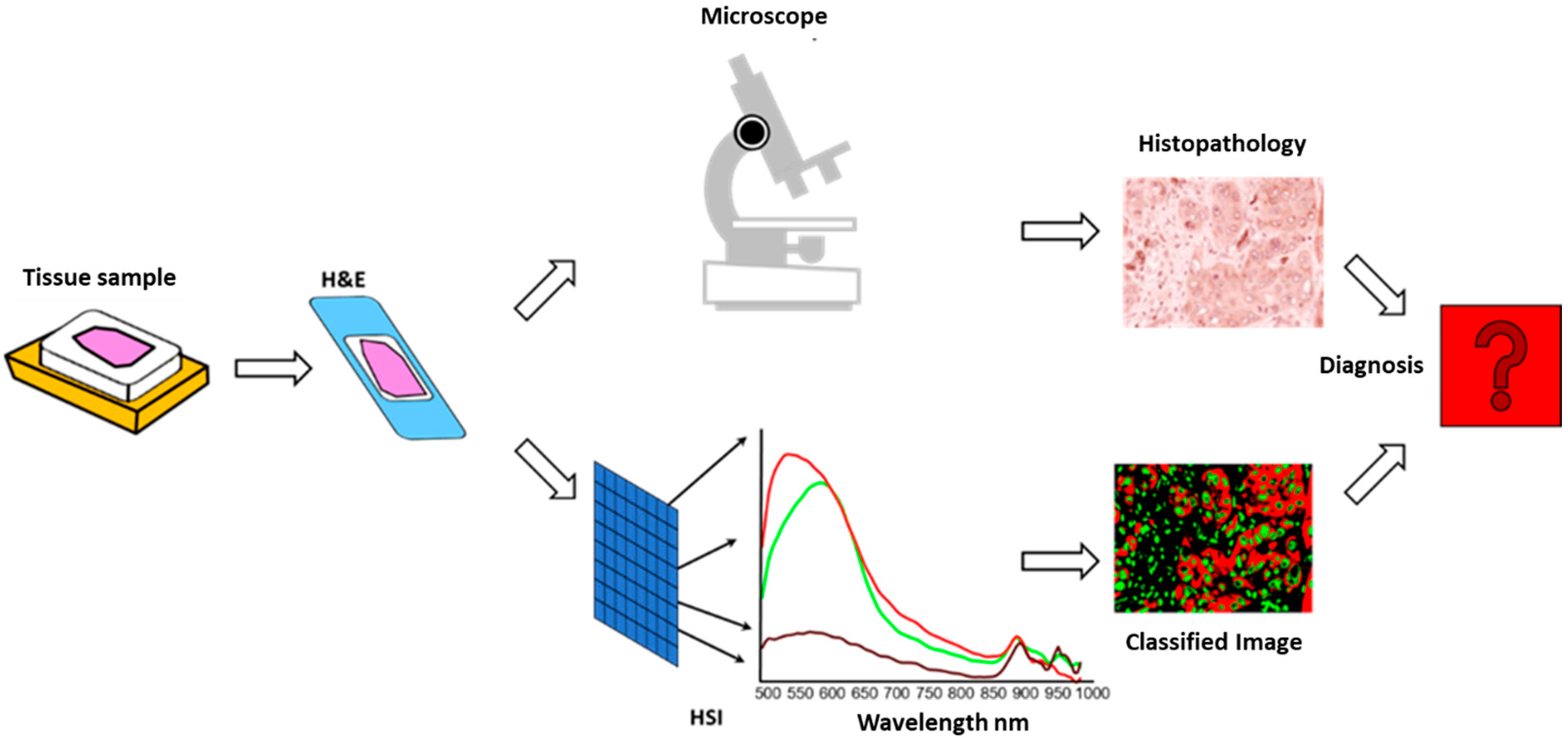 Bioengineering 12 00971 g002