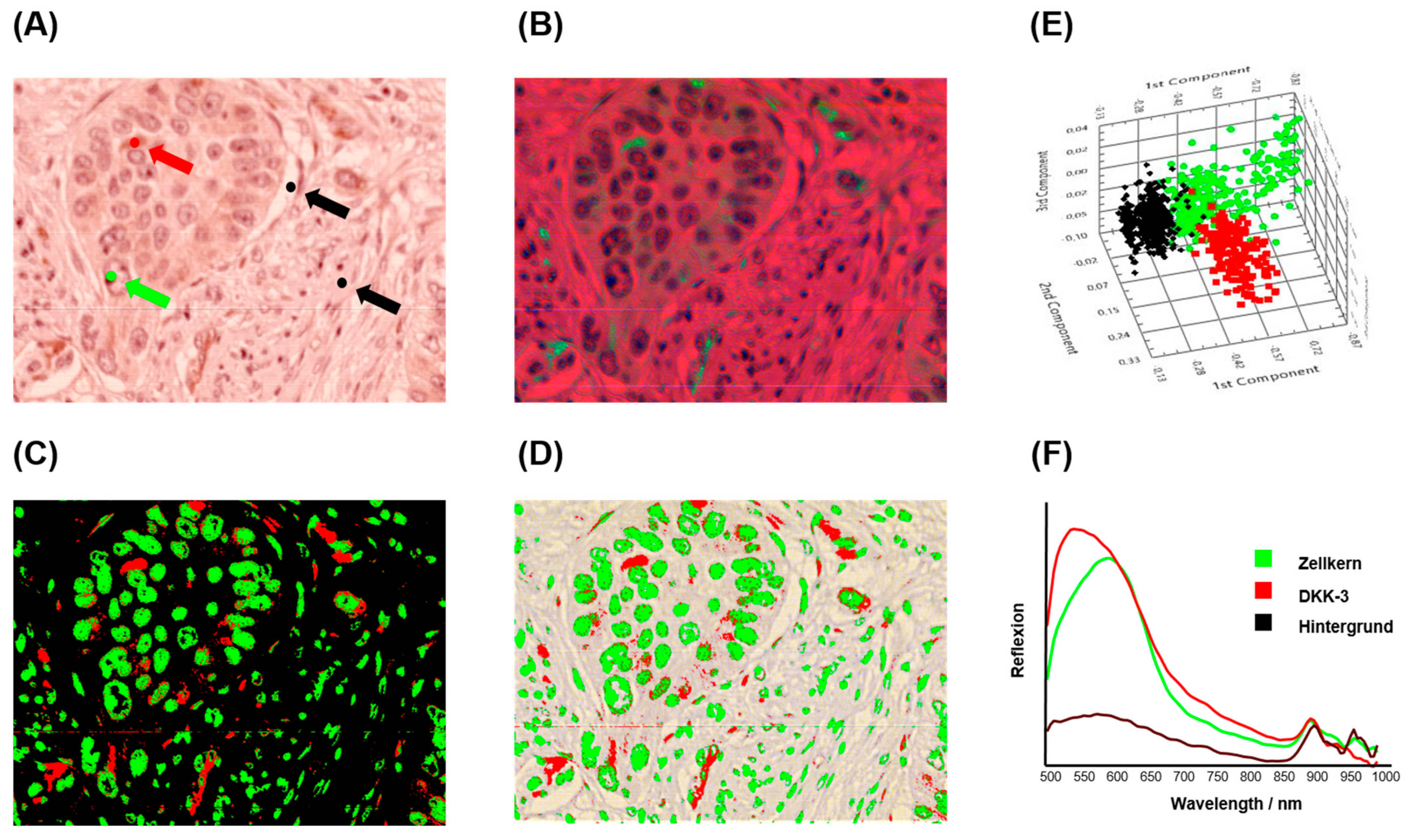 Bioengineering 12 00971 g004
