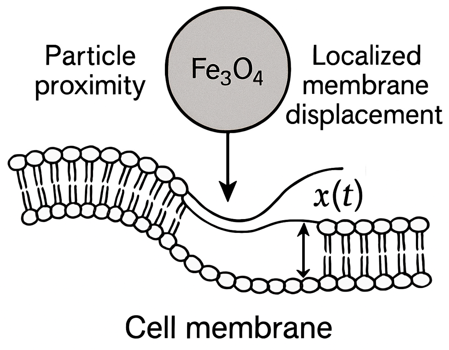 Bioengineering 12 00977 g003