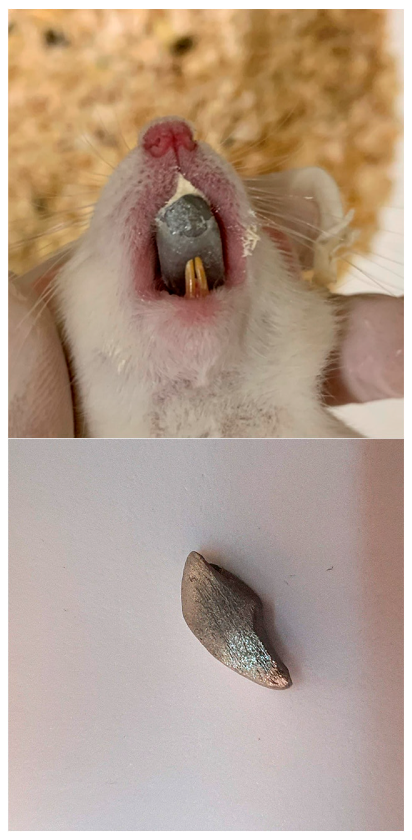 Bioengineering 12 00982 g001