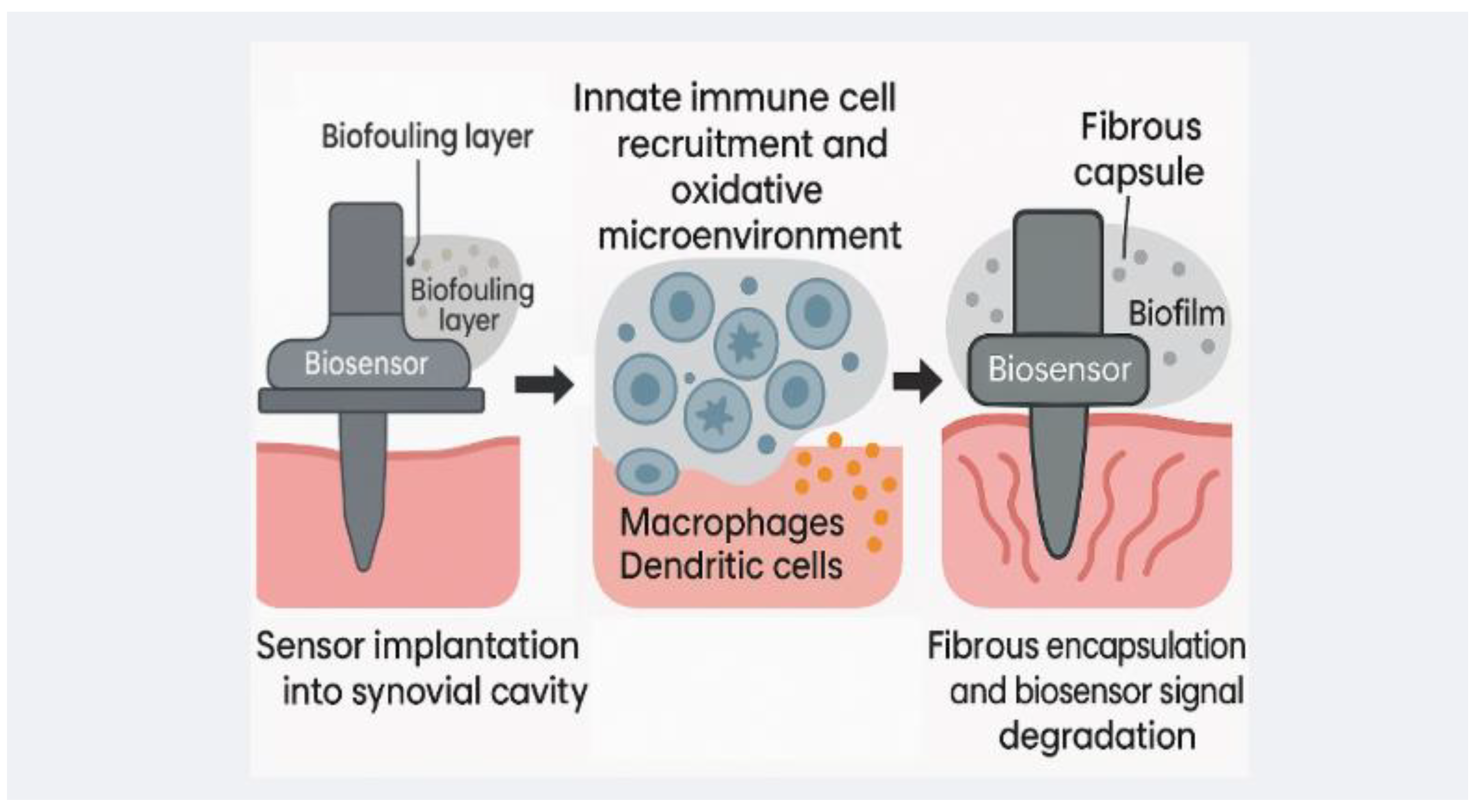 Bioengineering 12 00988 g001