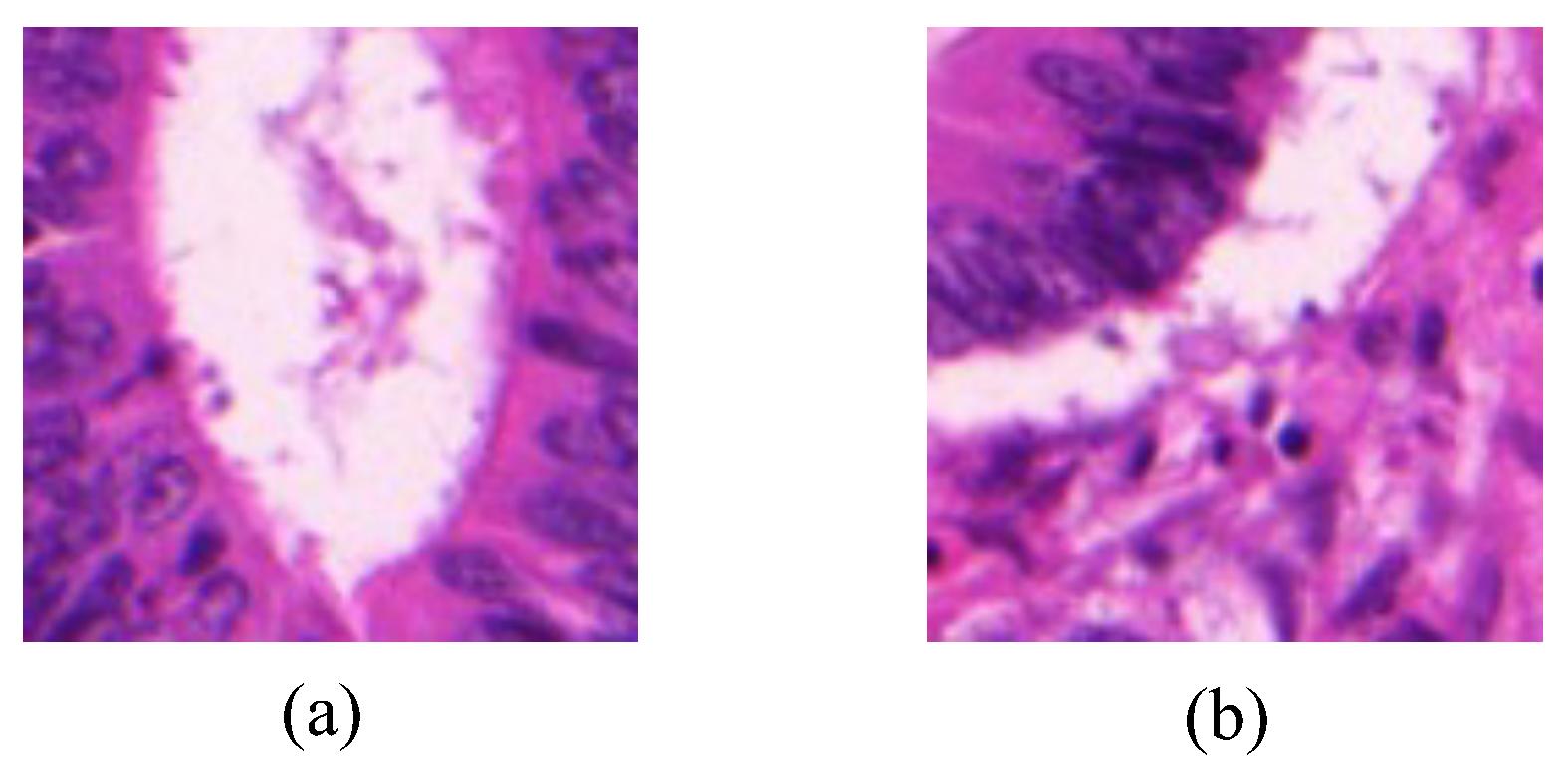 Bioengineering 12 00992 g001