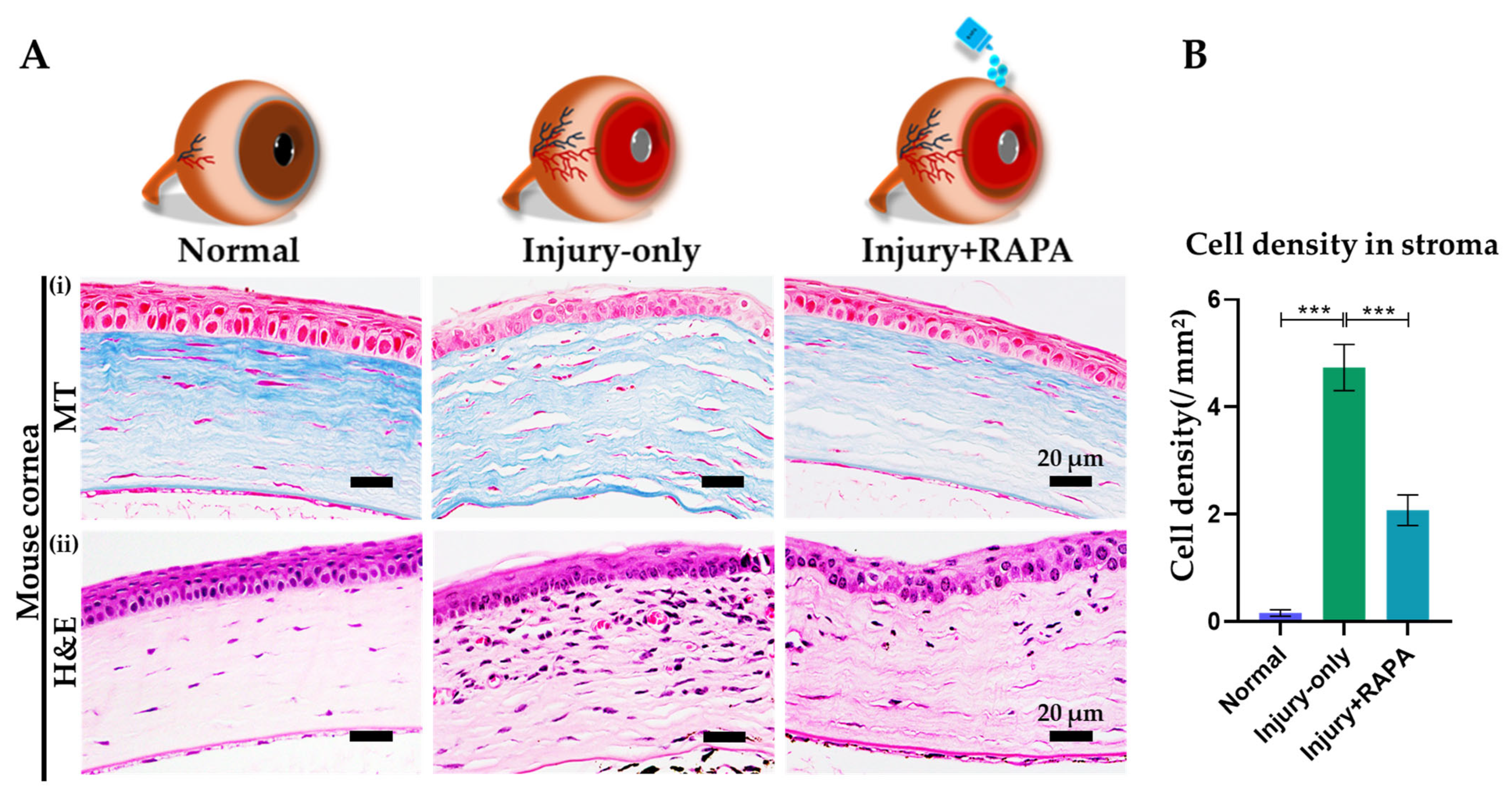 Bioengineering 12 00998 g004
