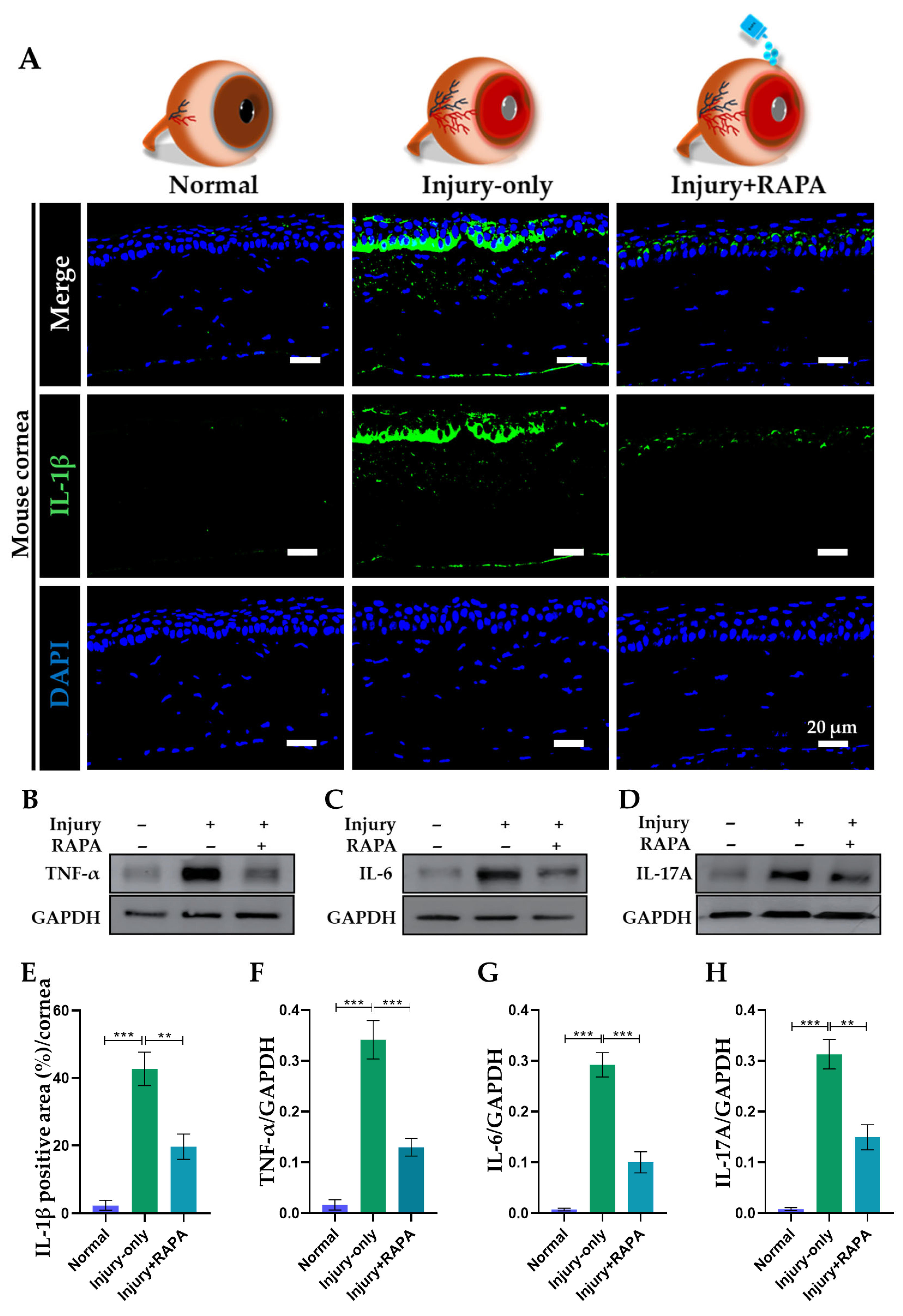Bioengineering 12 00998 g006