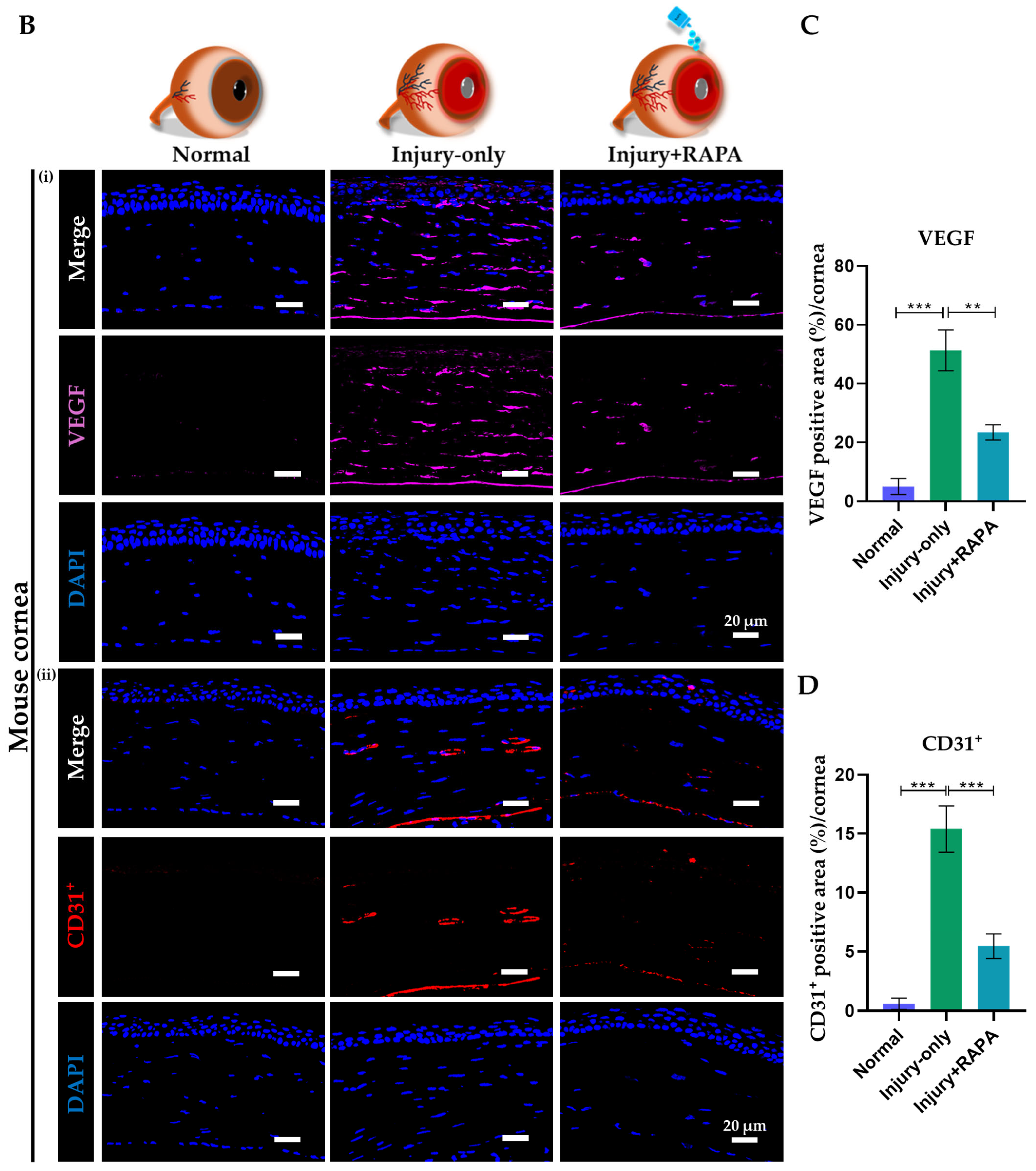 Bioengineering 12 00998 g007b