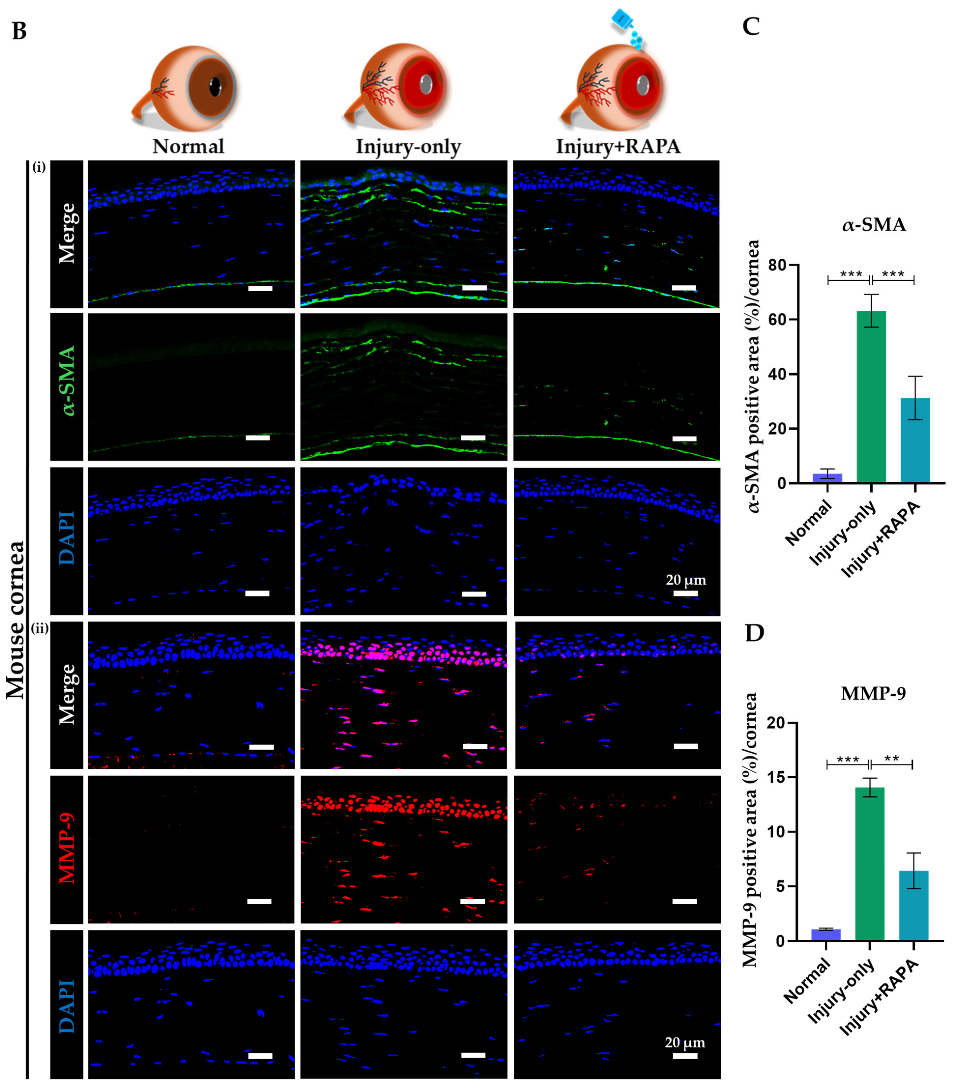 Bioengineering 12 00998 g008b