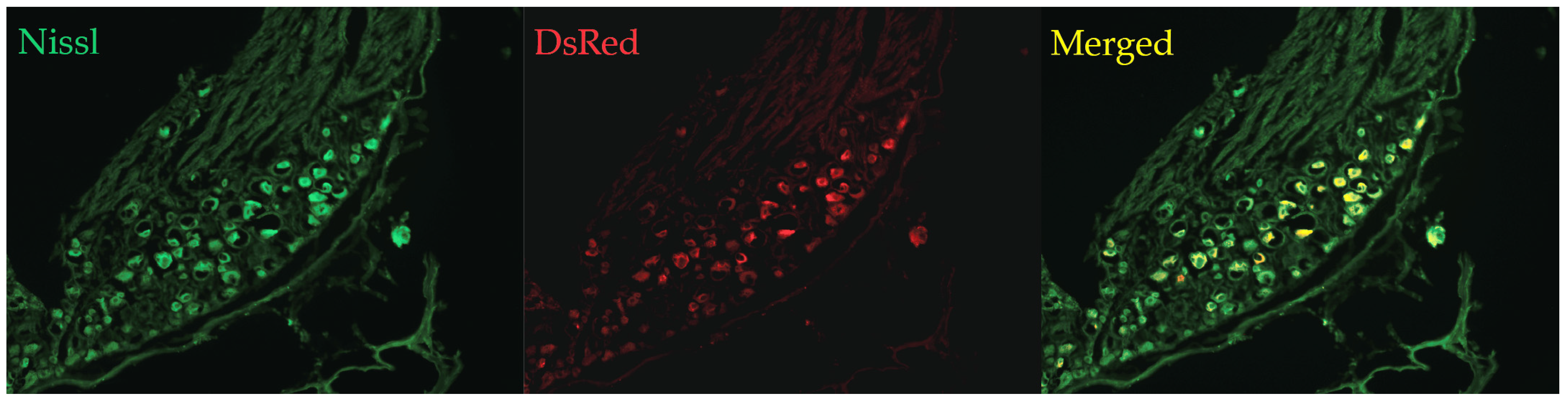 Bioengineering 12 01080 g002 Bioengineering 12 01080 g002