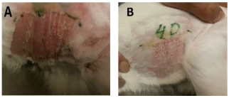 Bioengineering 12 01090 g009