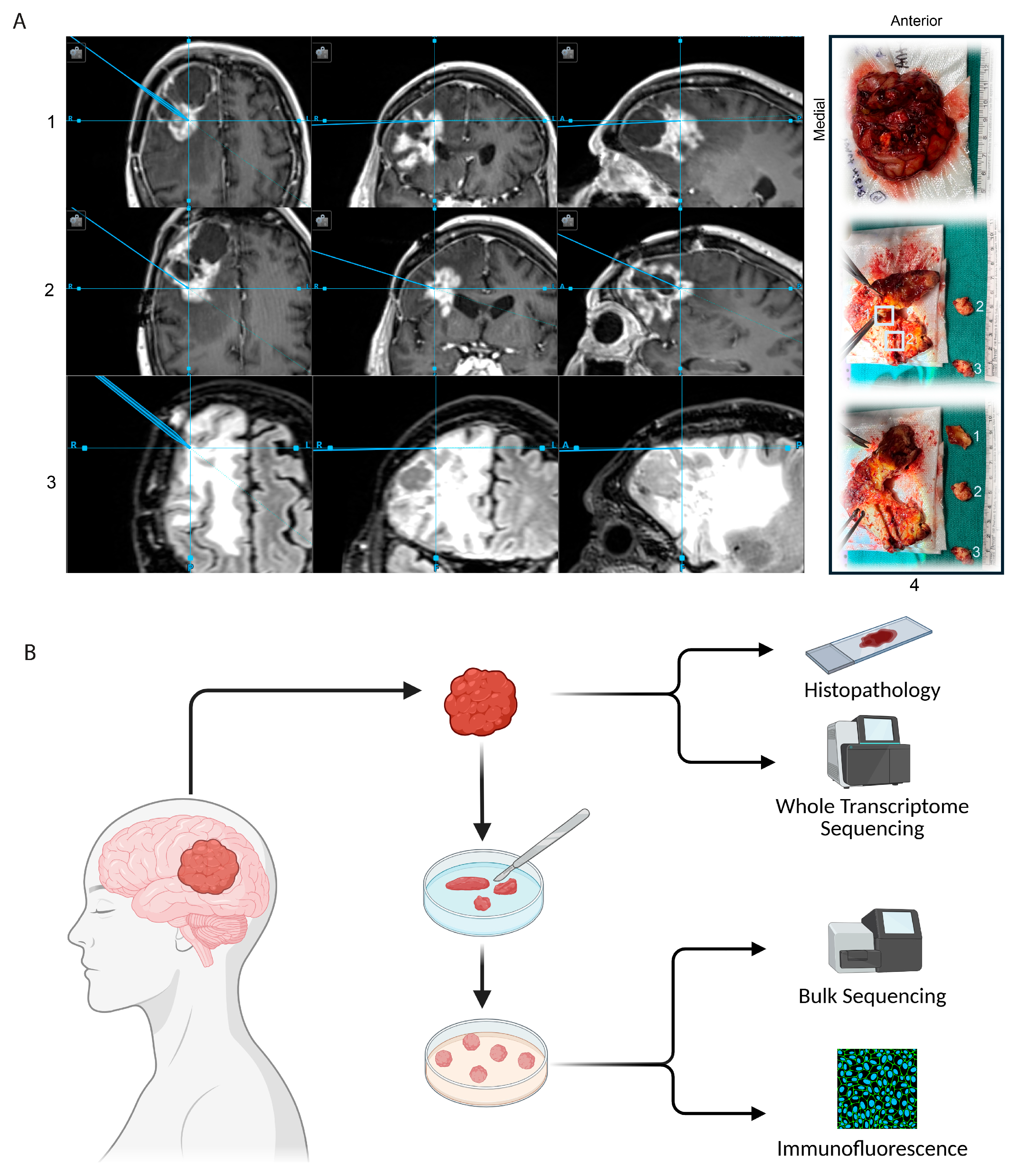 Bioengineering 12 01121 g001a Bioengineering 12 01121 g001a
