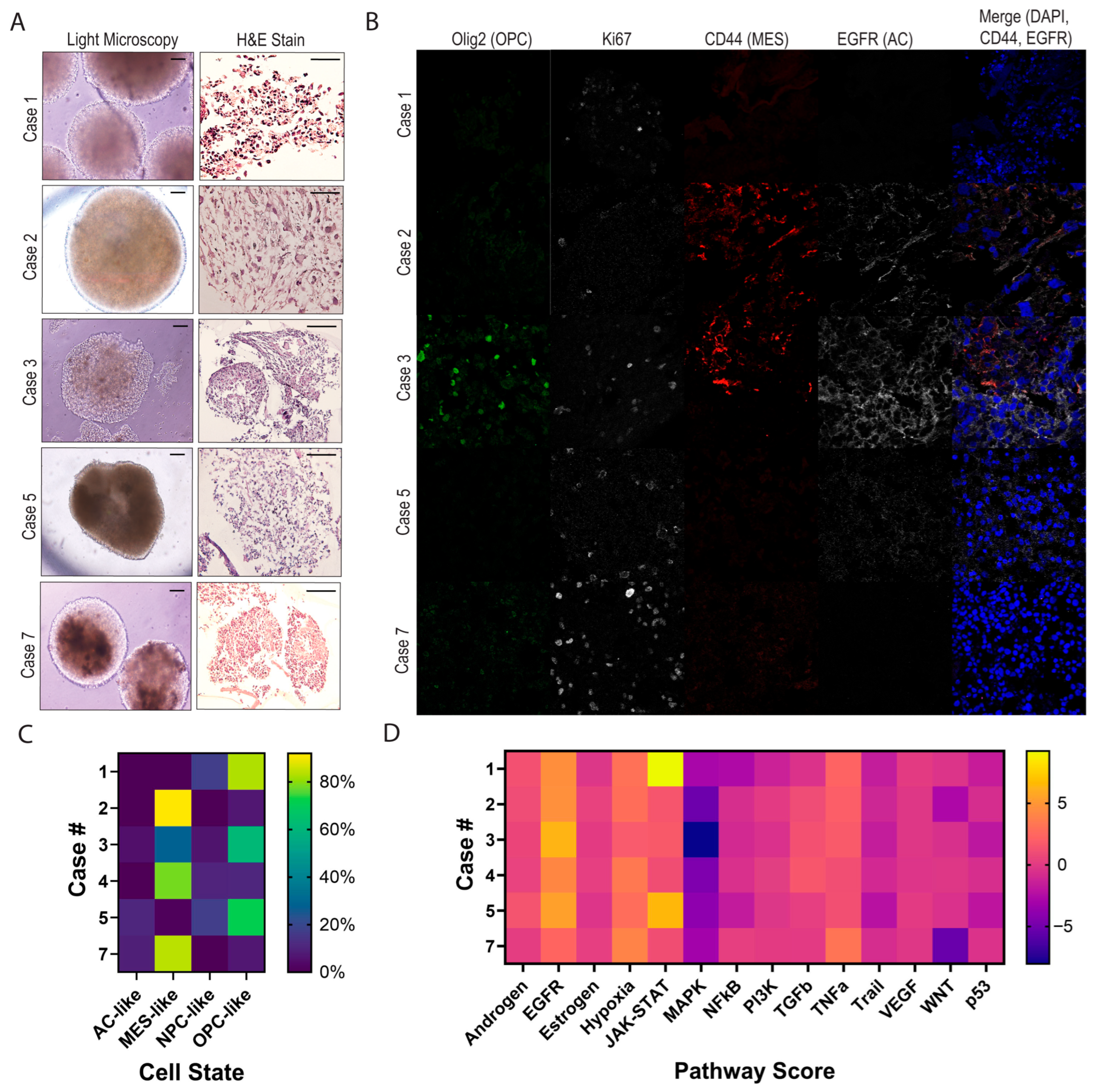 Bioengineering 12 01121 g002 Bioengineering 12 01121 g002