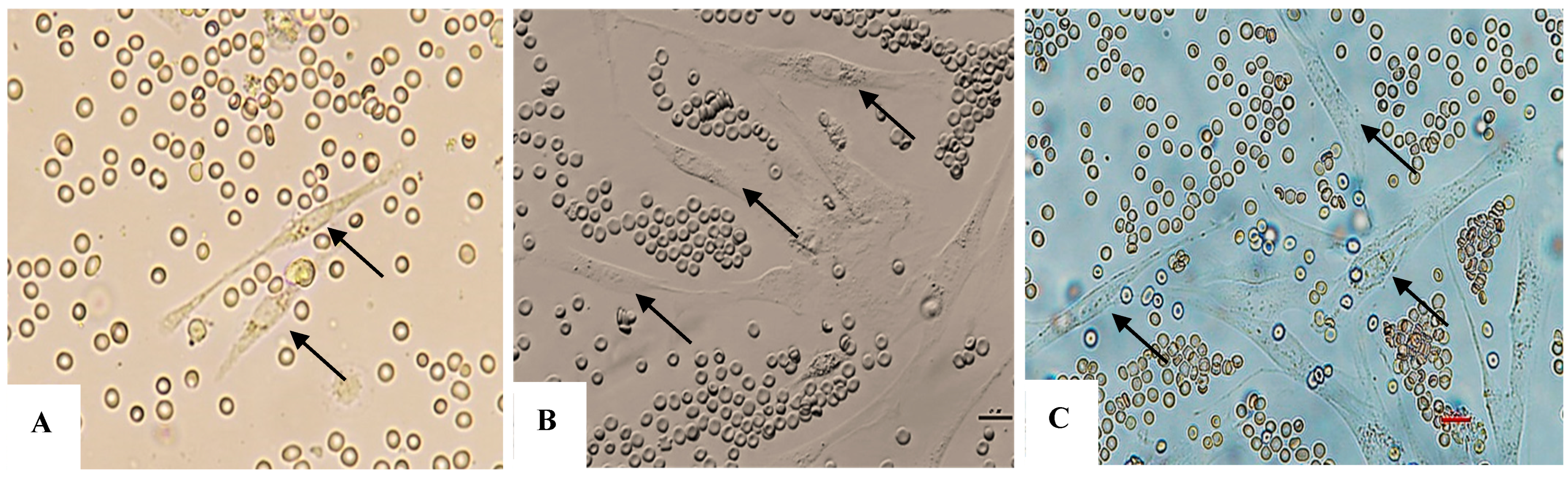 Bioengineering 12 01129 g001