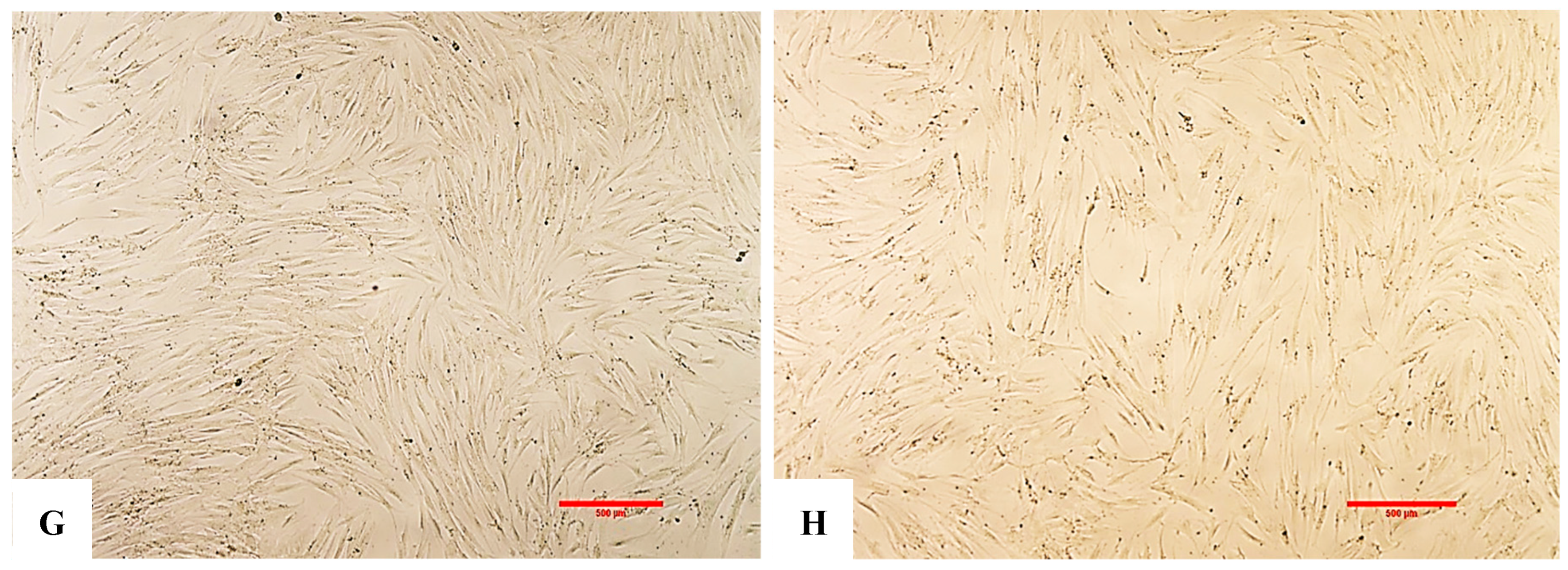 Bioengineering 12 01129 g009b