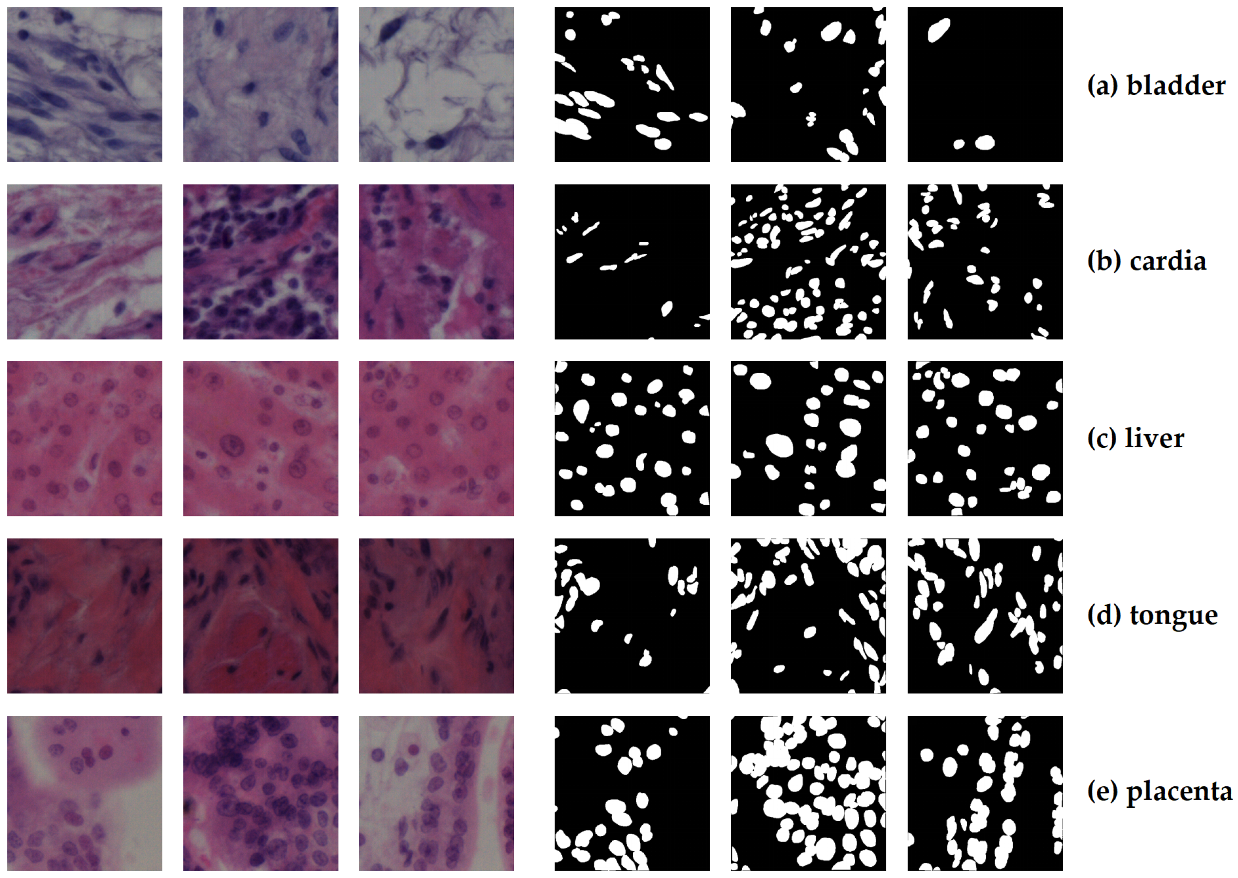 Bioengineering 12 01156 g001 Bioengineering 12 01156 g001