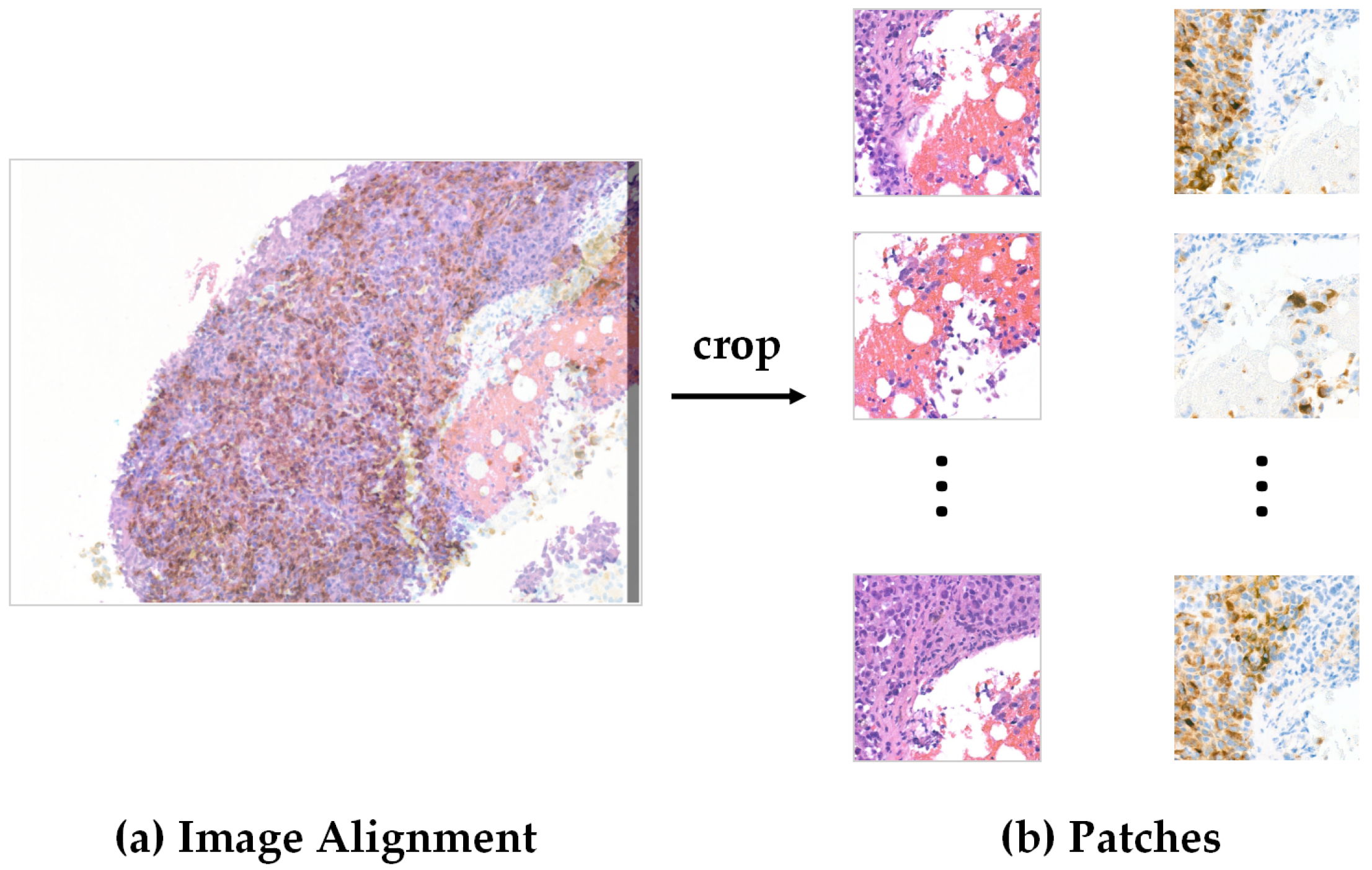 Bioengineering 12 01156 g006 Bioengineering 12 01156 g006