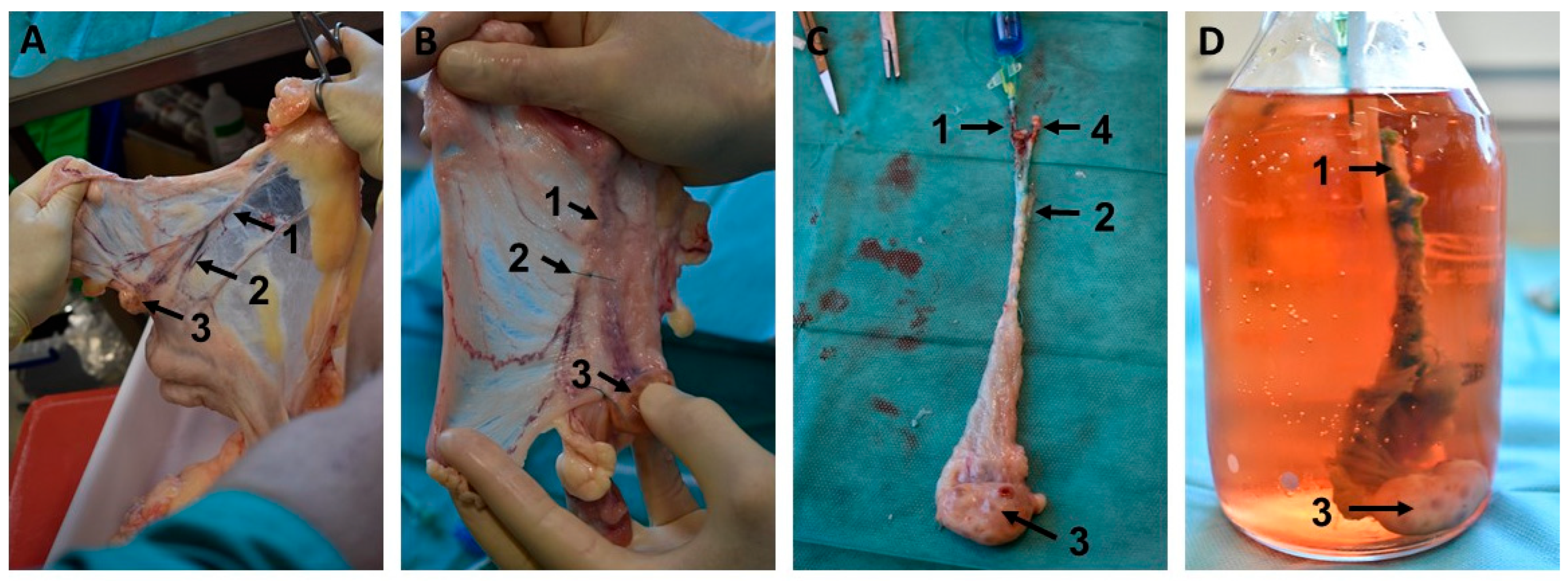 Bioengineering 12 01158 g002 Bioengineering 12 01158 g002