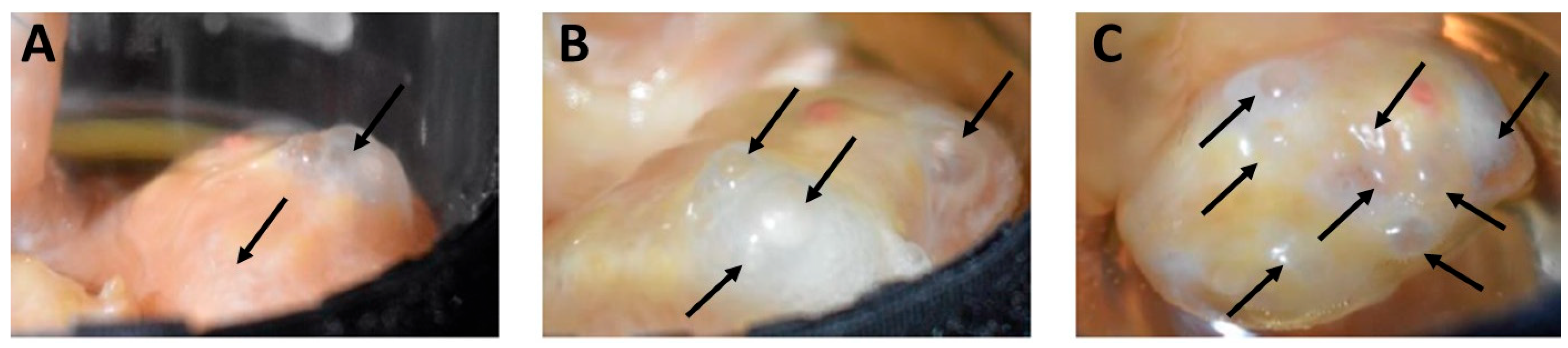 Bioengineering 12 01158 g005 Bioengineering 12 01158 g005