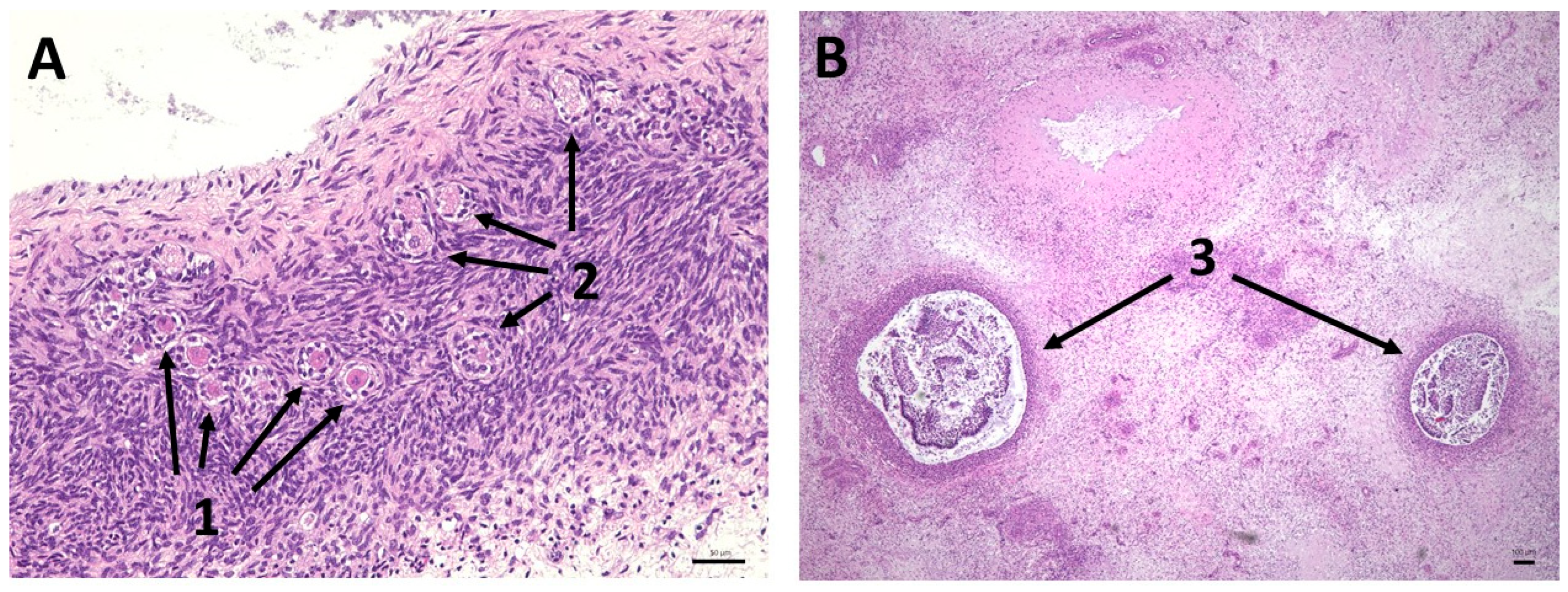 Bioengineering 12 01158 g006 Bioengineering 12 01158 g006