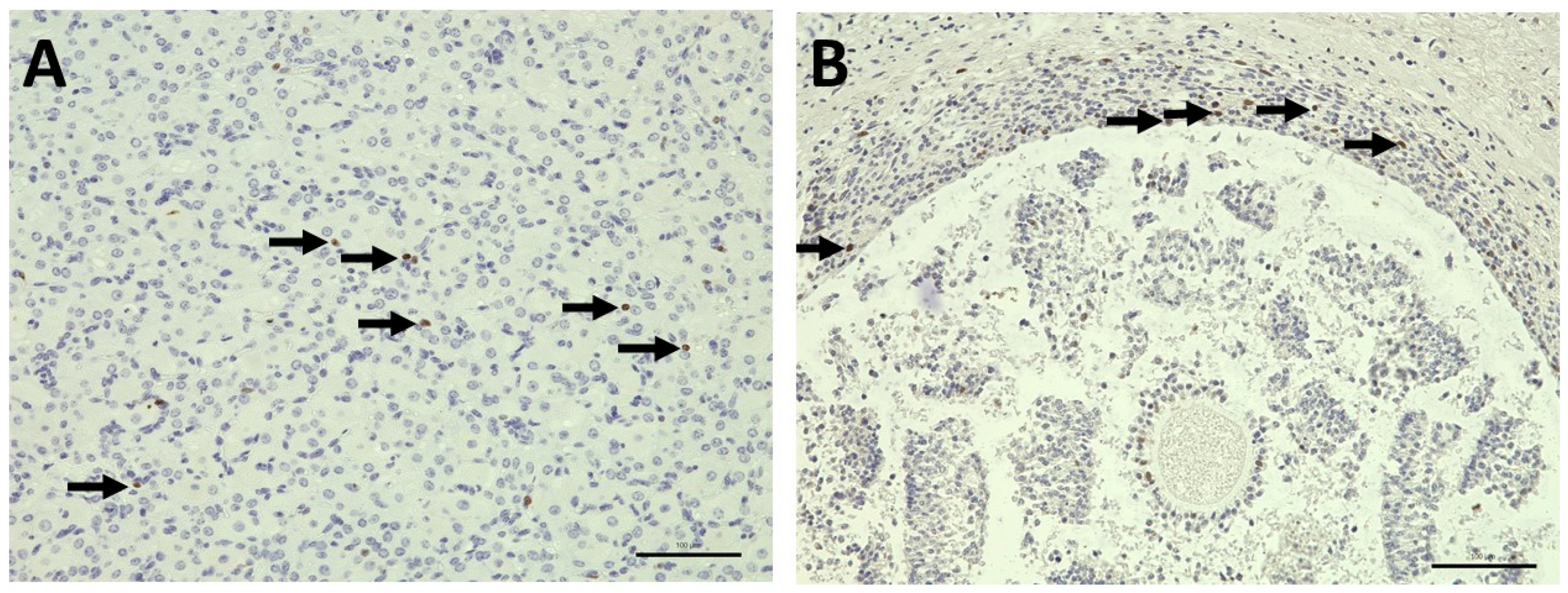Bioengineering 12 01158 g009 Bioengineering 12 01158 g009