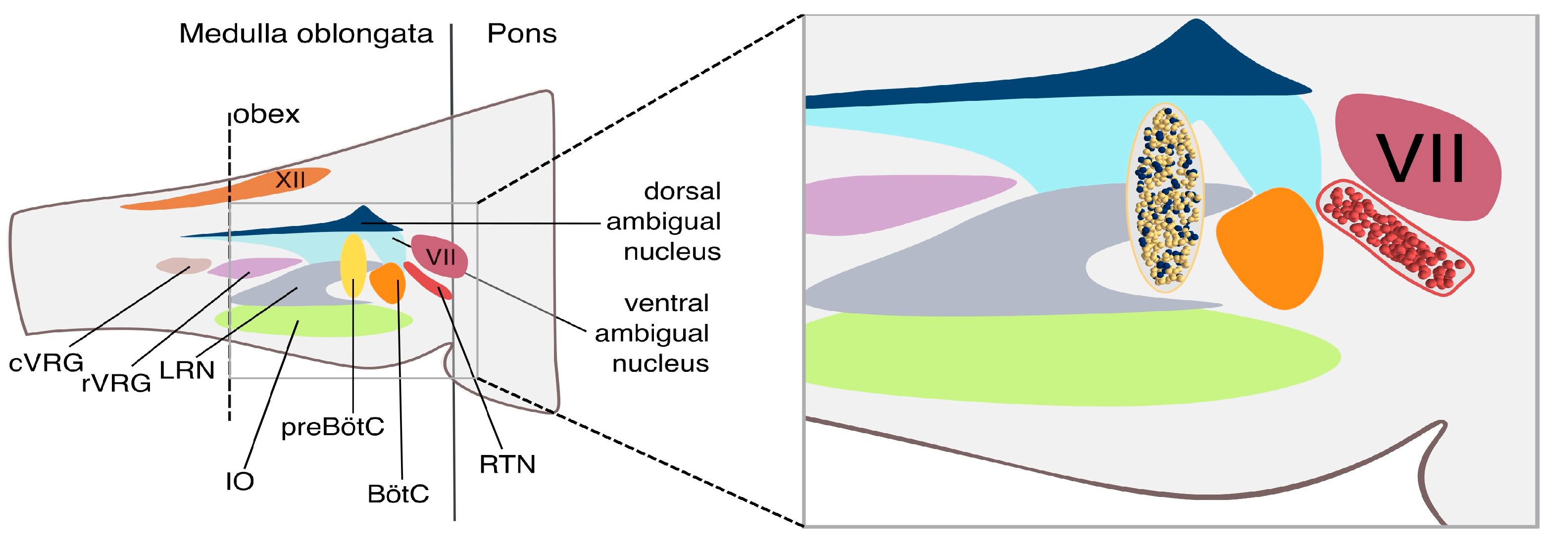 Bioengineering 12 01163 g001 Bioengineering 12 01163 g001