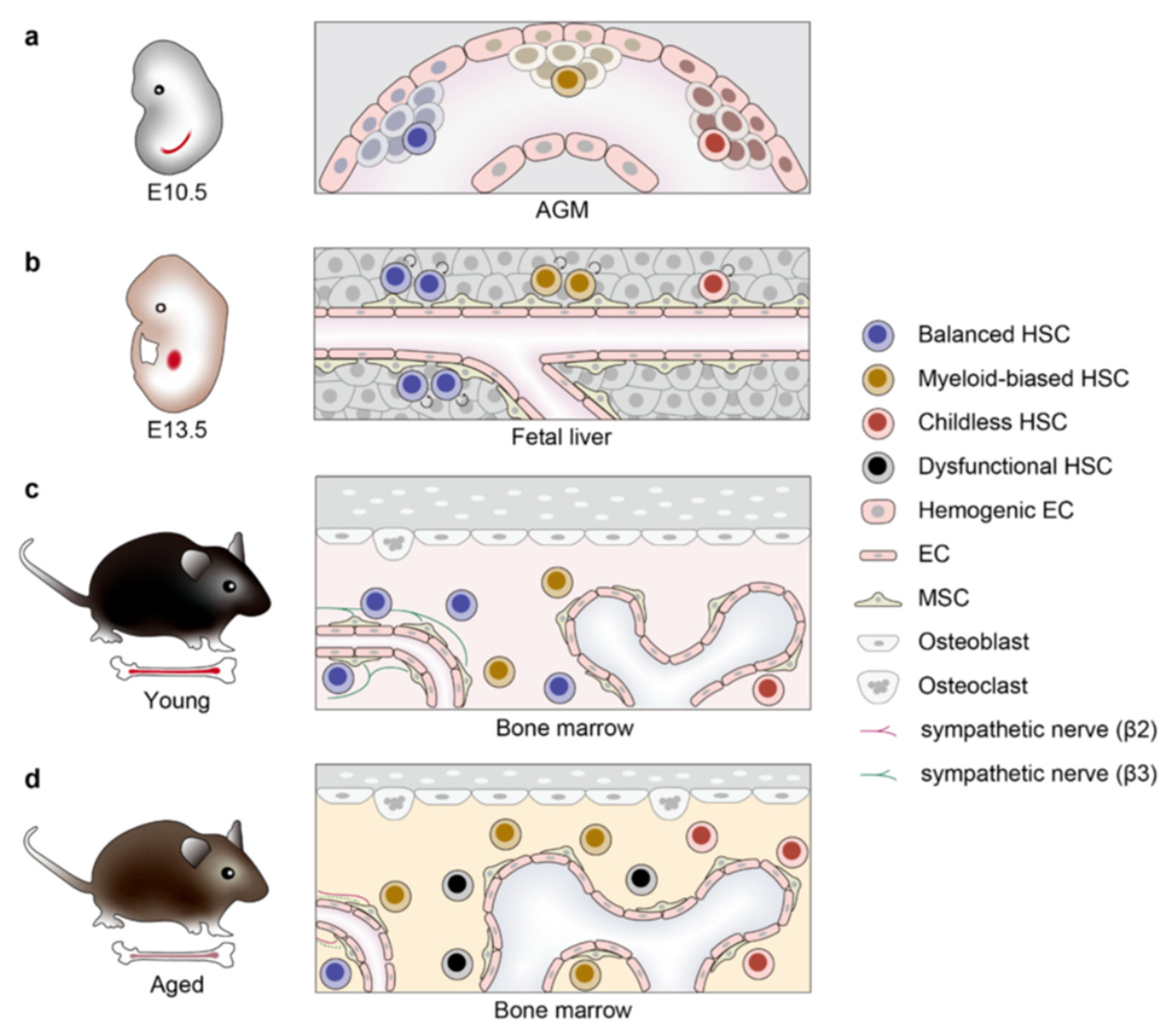 Bioengineering 12 01166 g001 Bioengineering 12 01166 g001