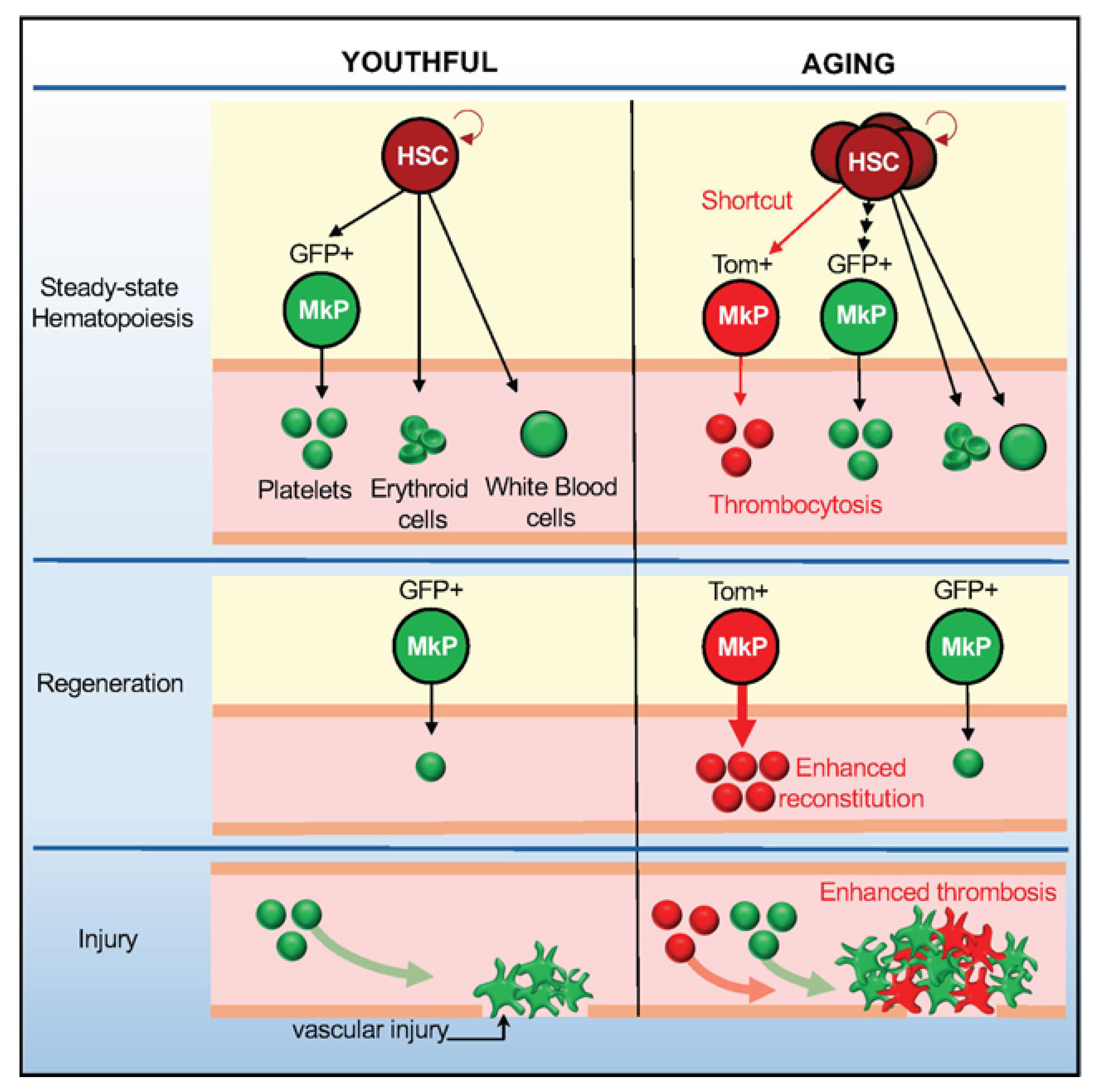 Bioengineering 12 01166 g002 Bioengineering 12 01166 g002