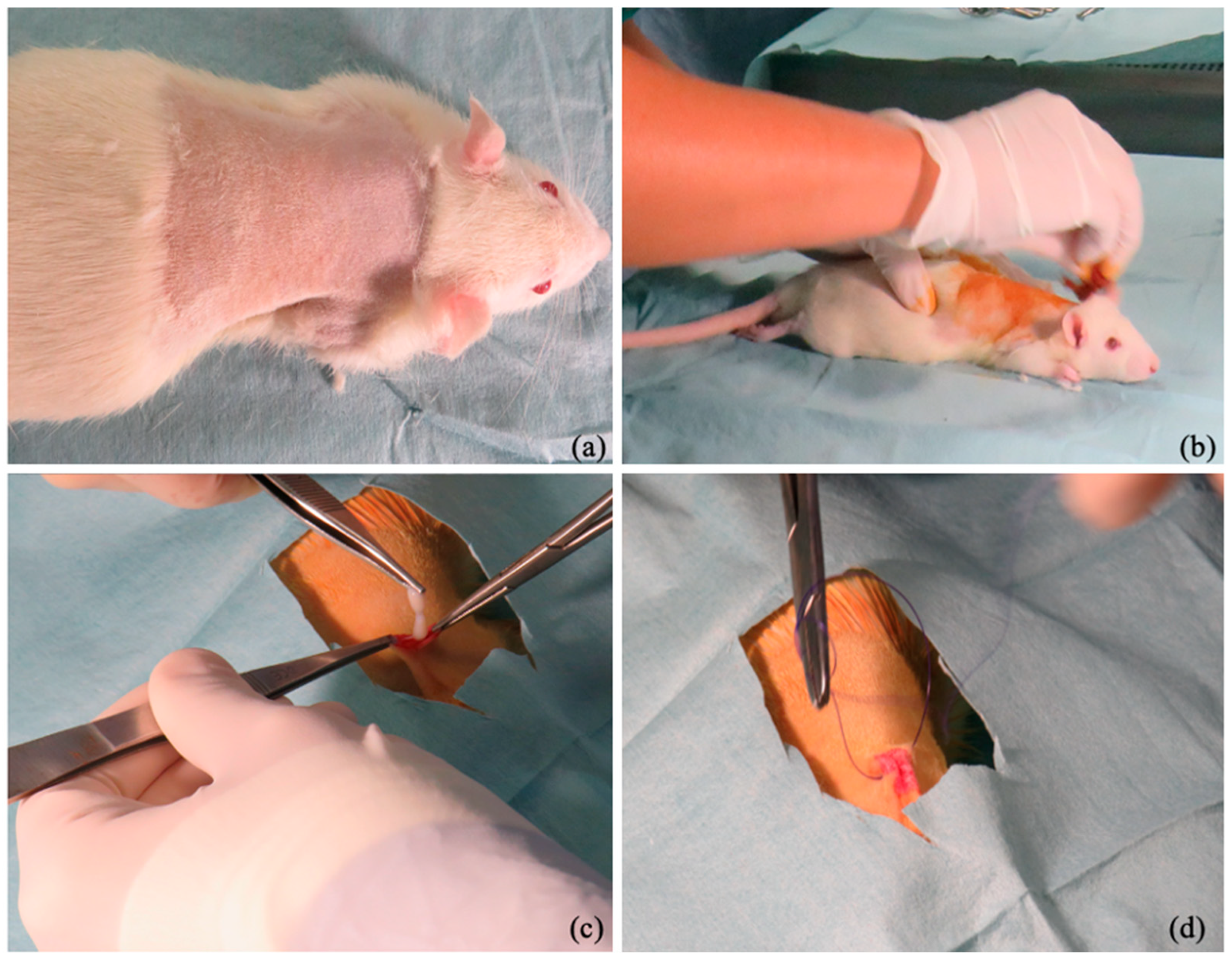 Bioengineering 12 01186 g002