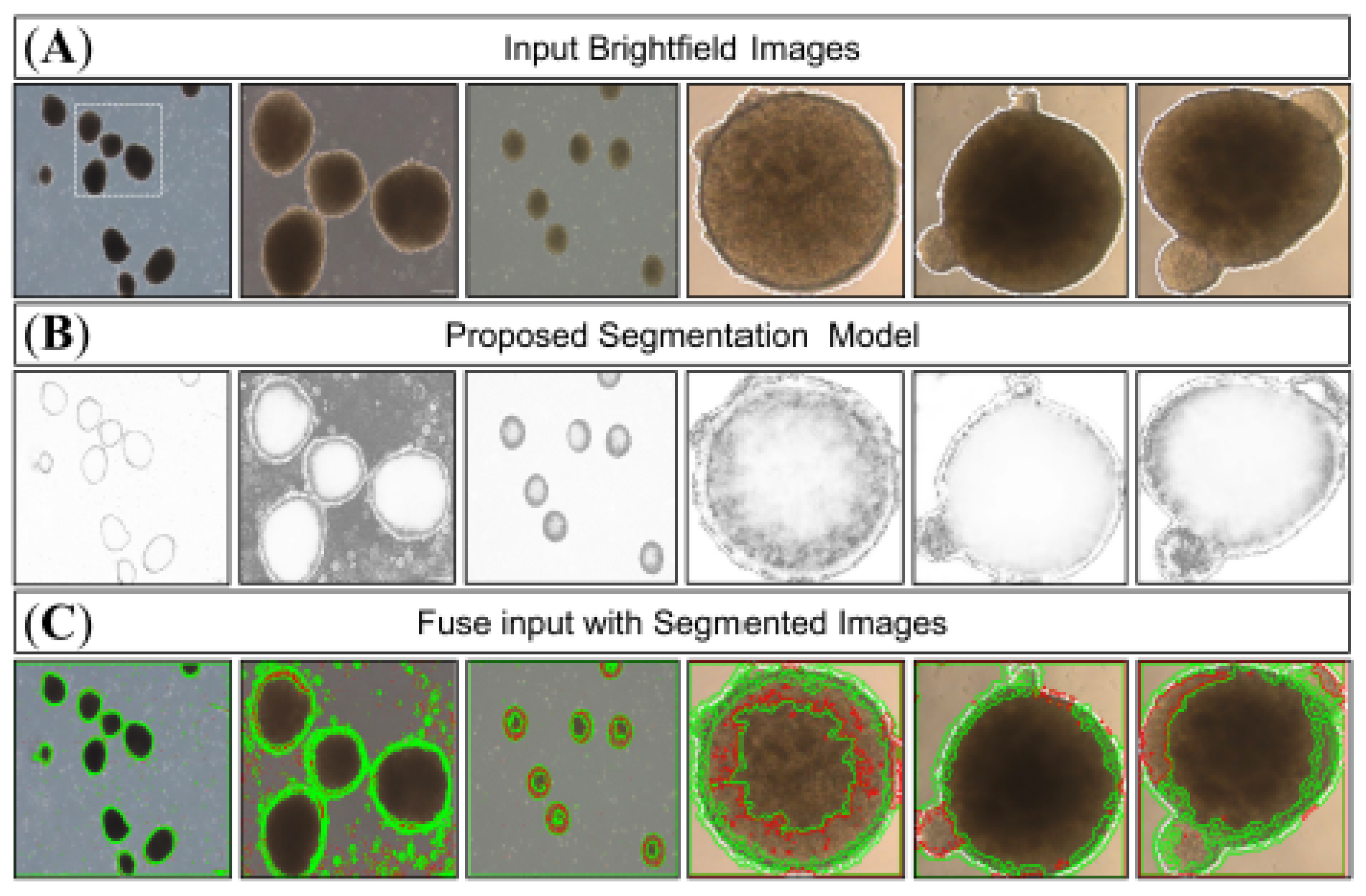Bioengineering 12 01216 g005 Bioengineering 12 01216 g005