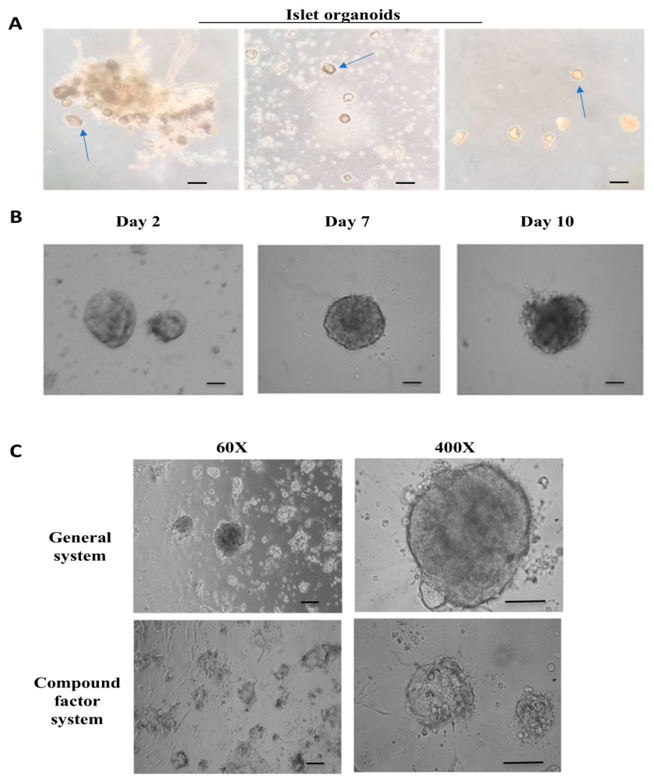 Bioengineering 12 01222 g001 Bioengineering 12 01222 g001