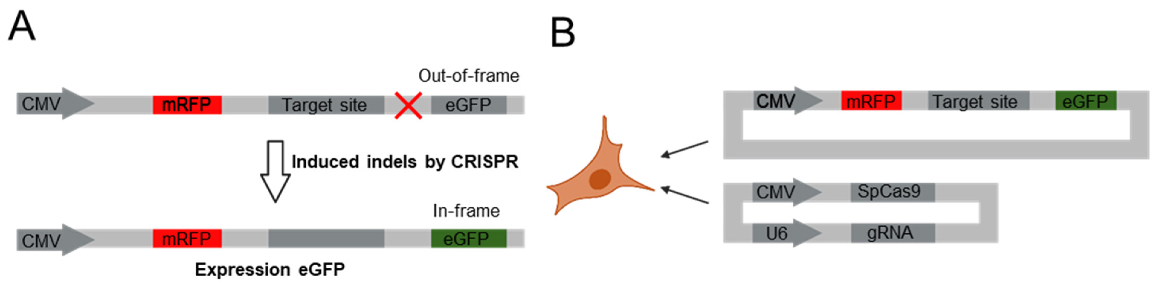 Bioengineering 12 01237 g001
