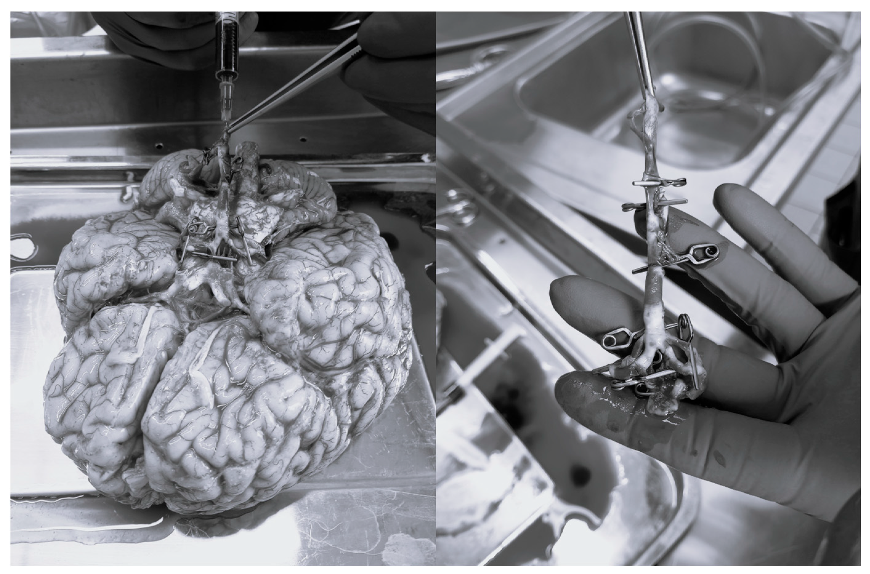 Bioengineering 12 01239 g002