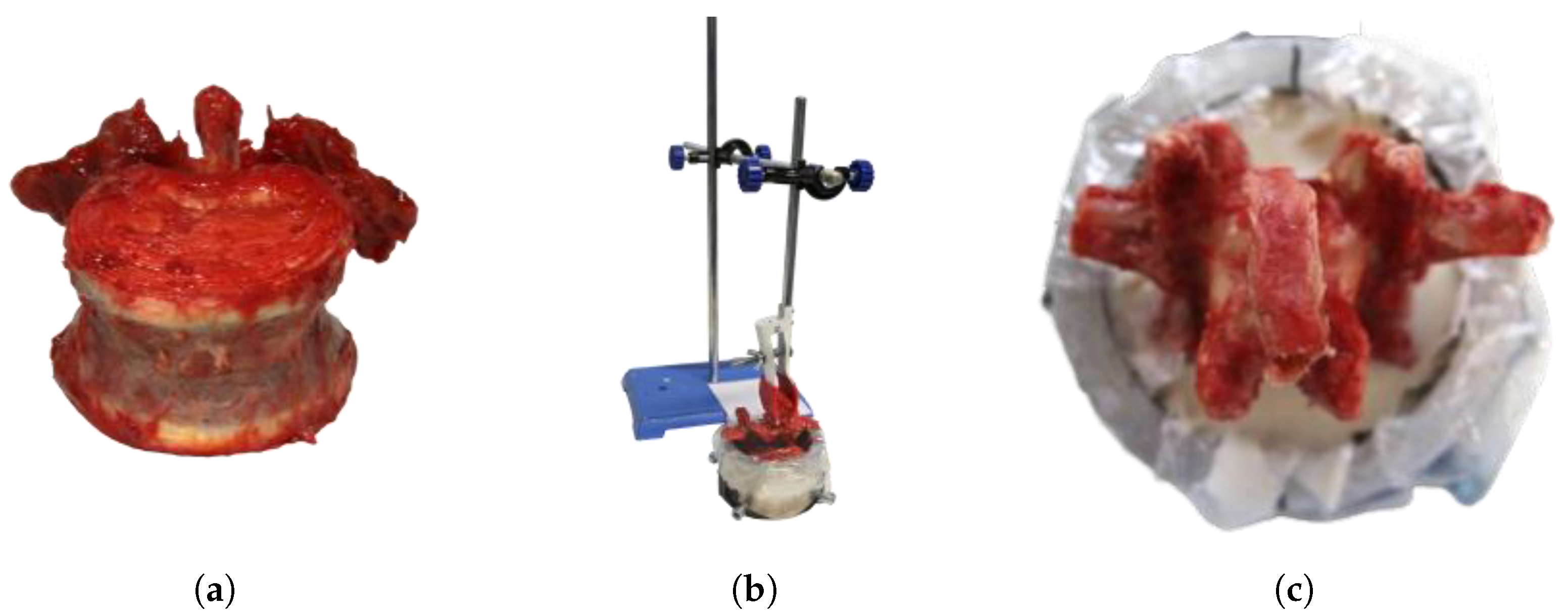Bioengineering 12 01254 g001