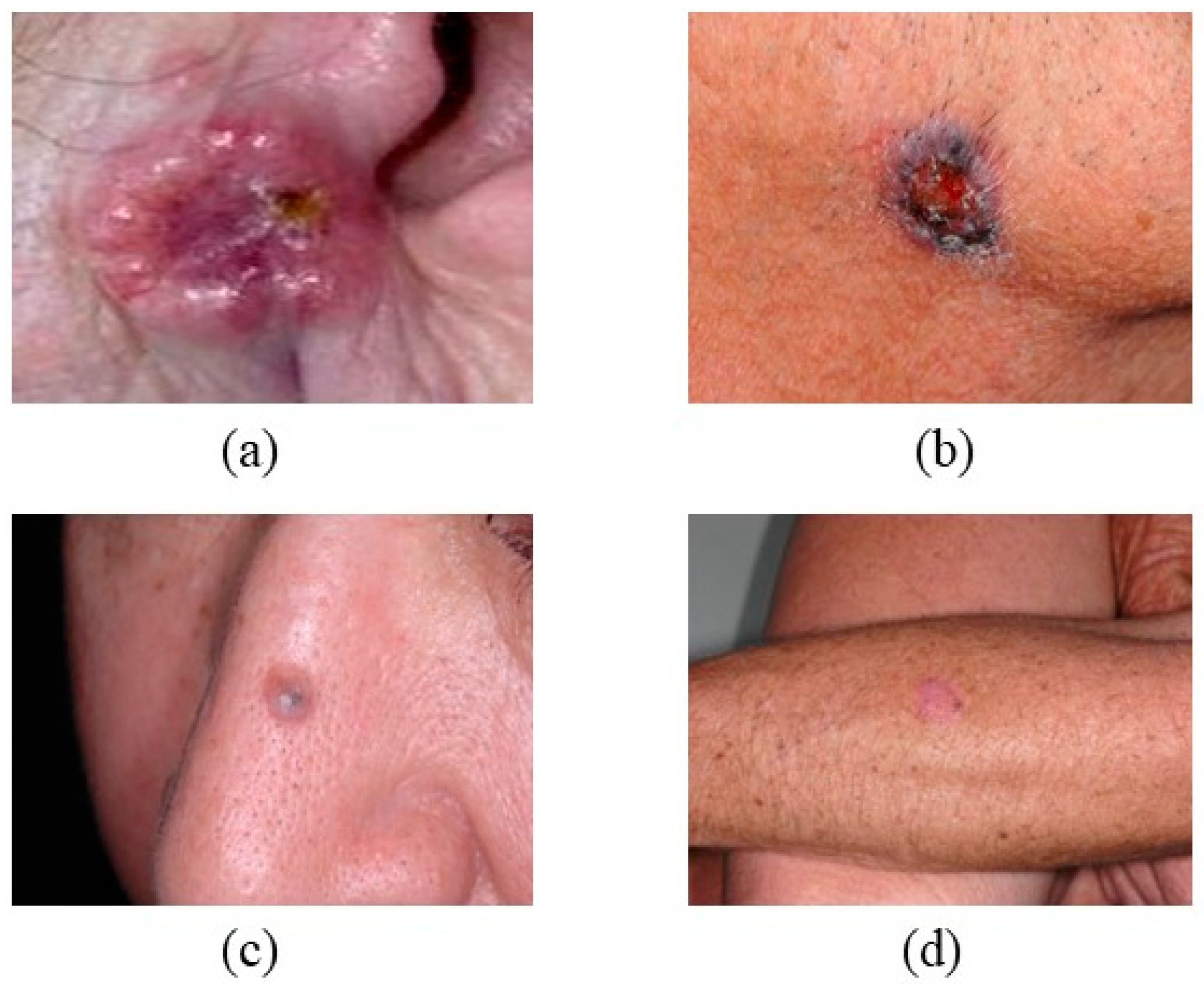 Bioengineering 12 01258 g001
