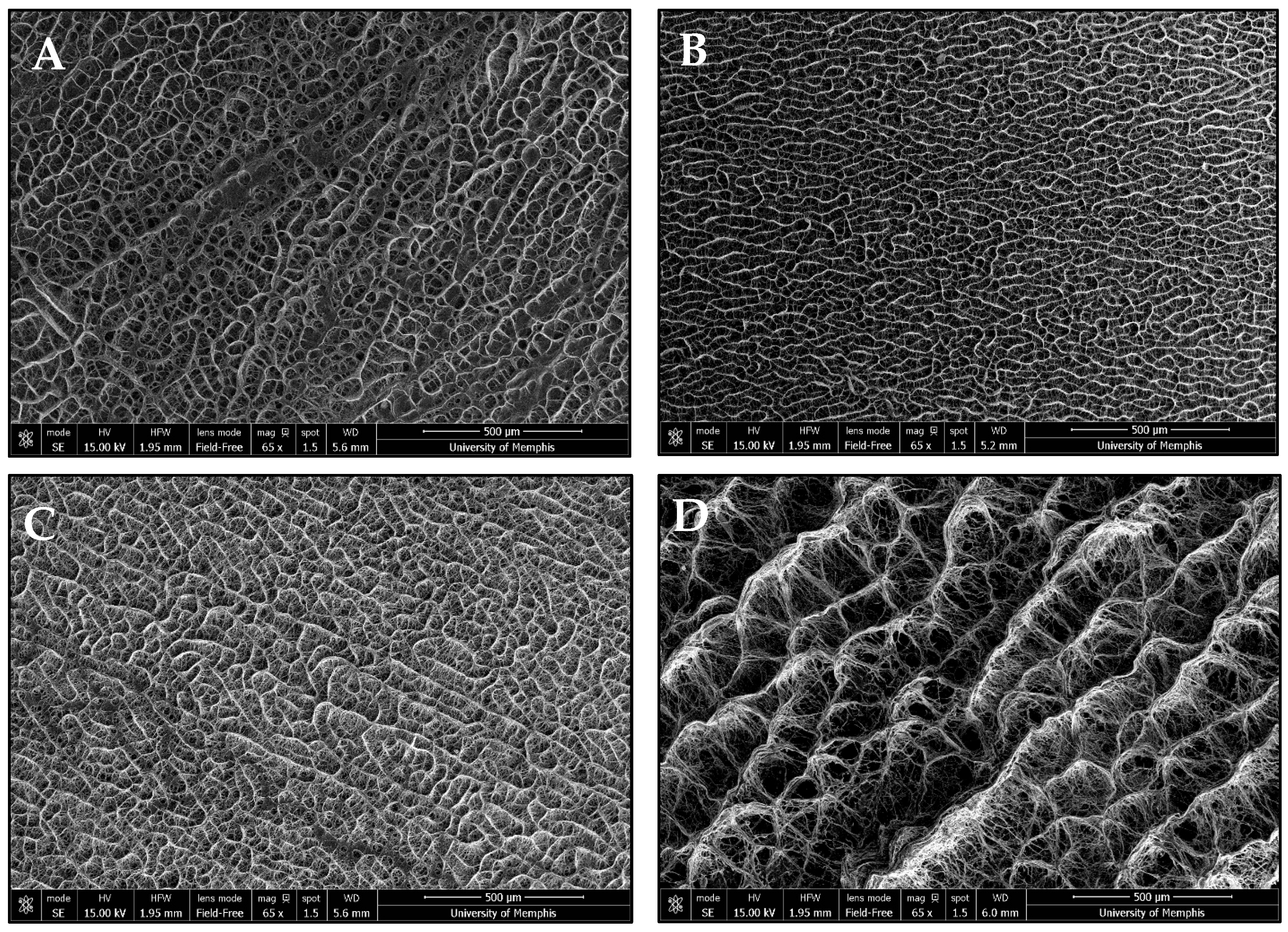 Bioengineering 12 01270 g002