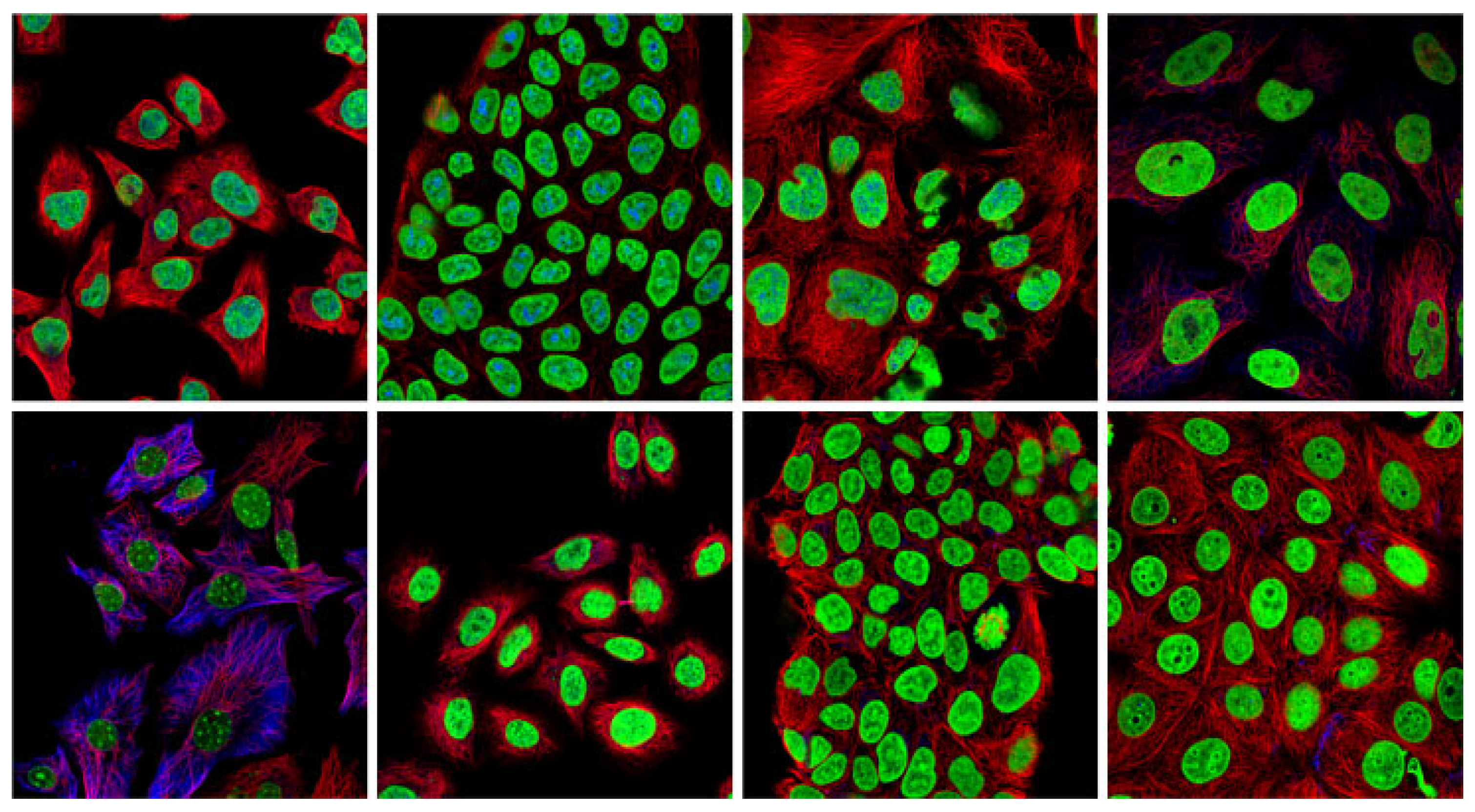 Bioengineering 12 01379 g001 Bioengineering 12 01379 g001